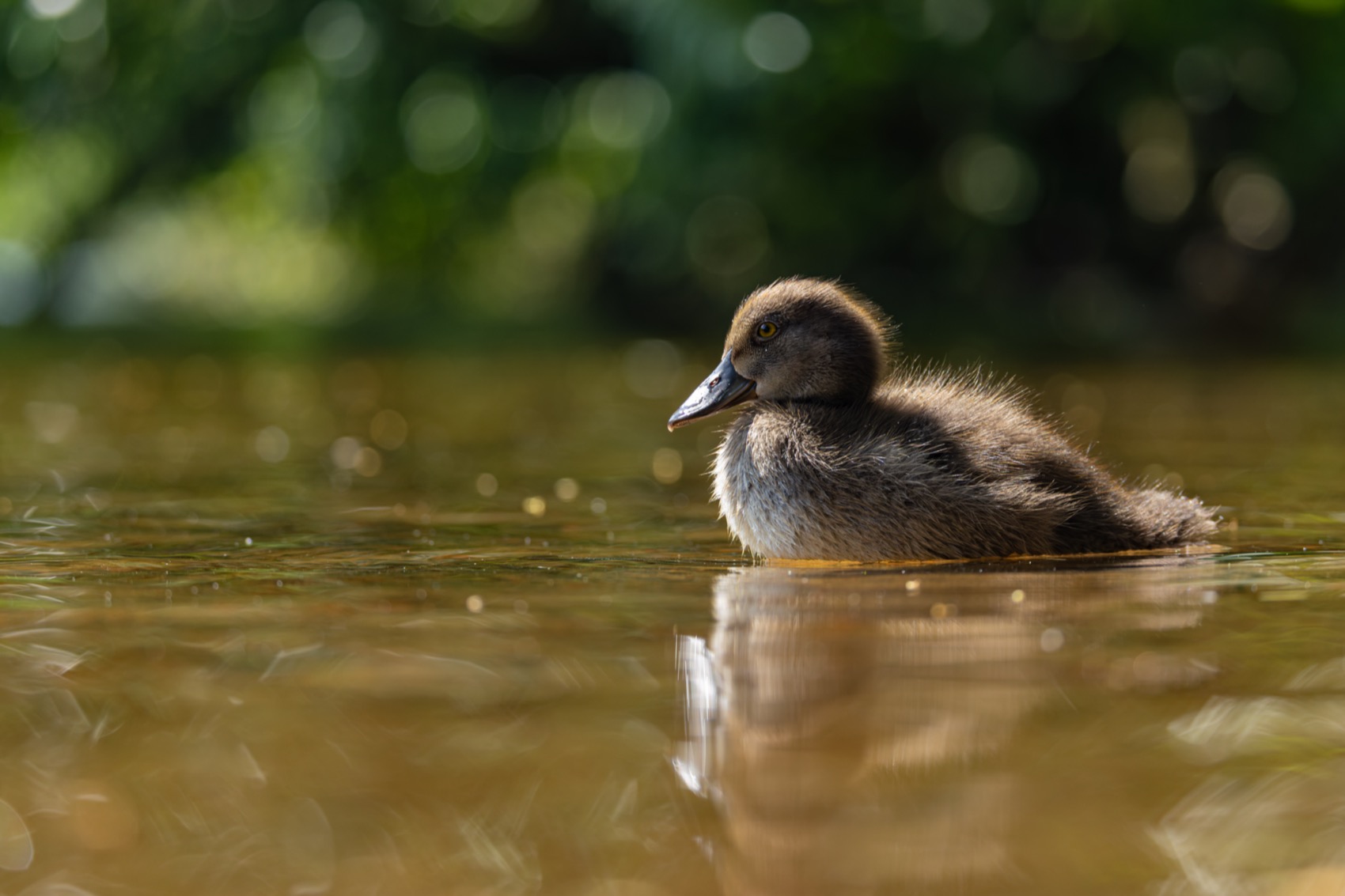 хохлатая чернеть, утка, нырок, птицы, пруд, утенок, Руслан Pl