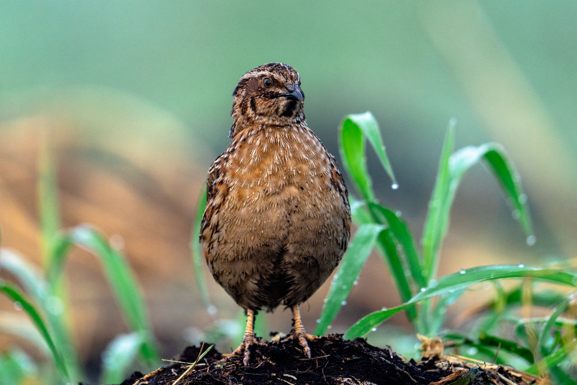 Перепел, Велин Александр