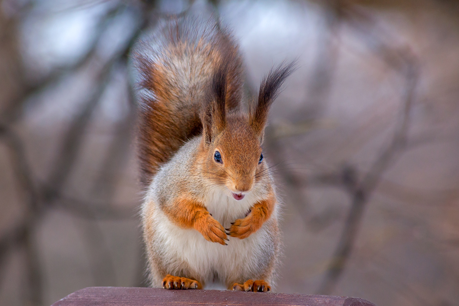 , Алексеев Сергей
