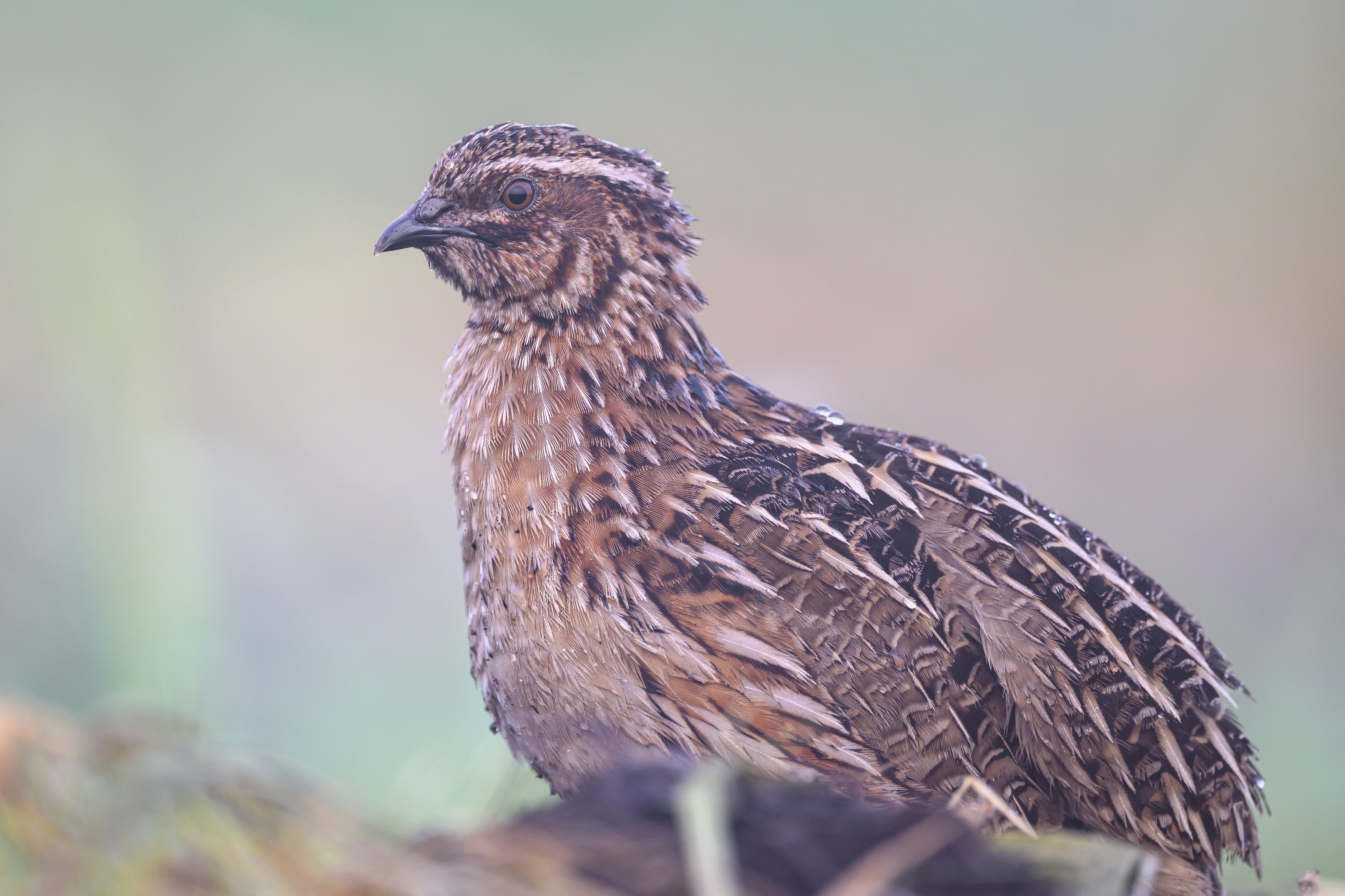 , Пупонин Сергей