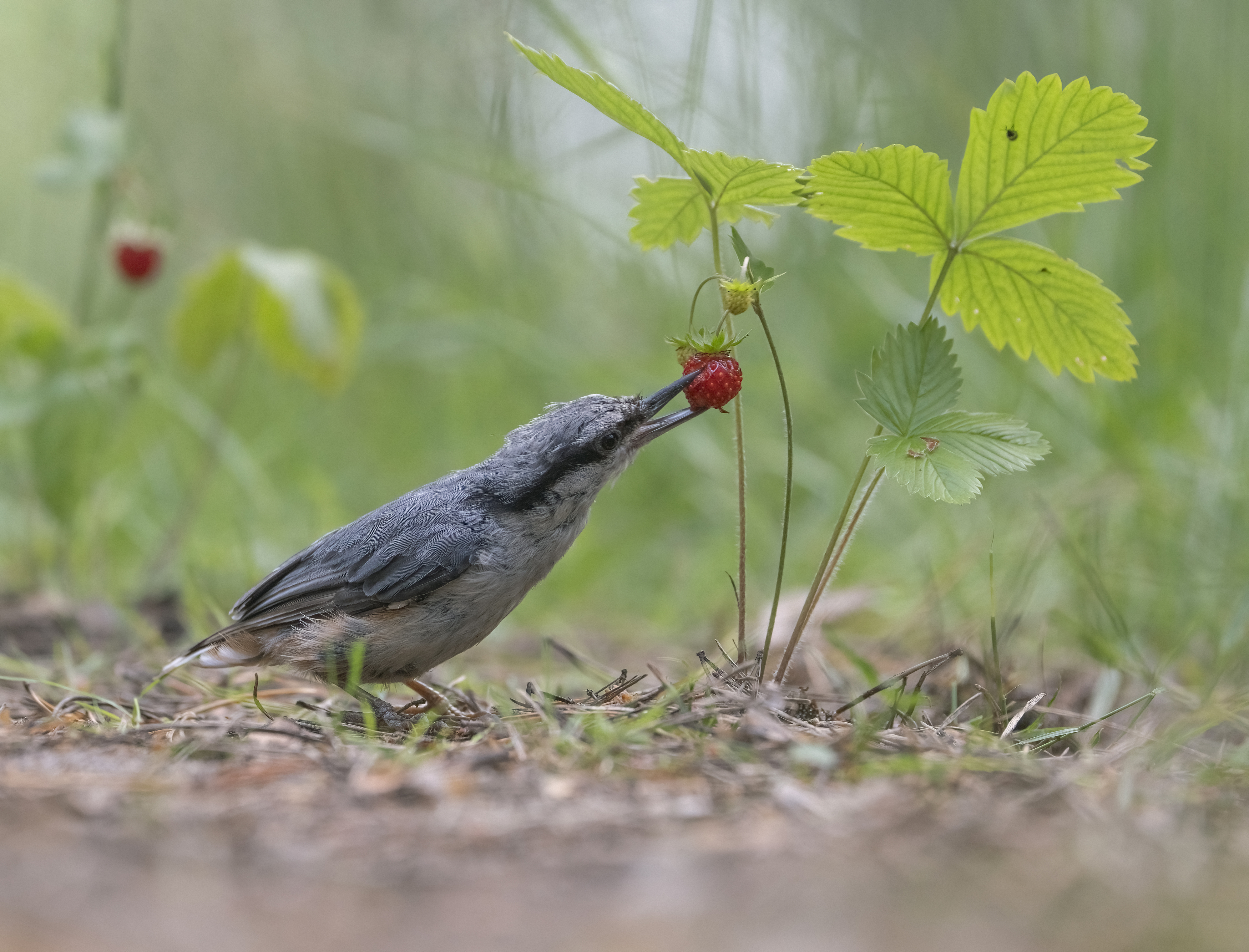 птицы,природа, лето, Андрей Киселёв