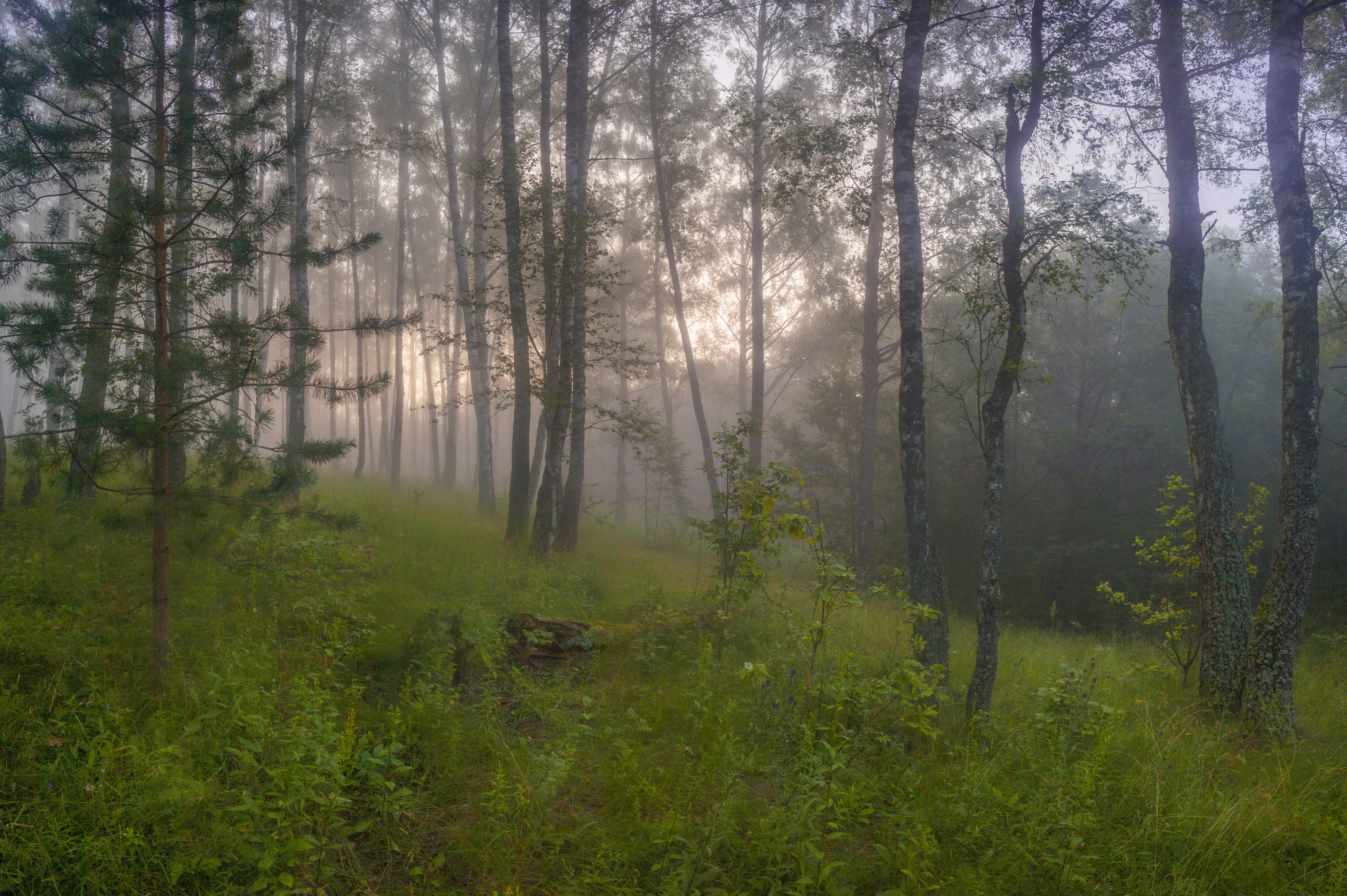 лес, туман , лето , рассвет, Свистков Александр
