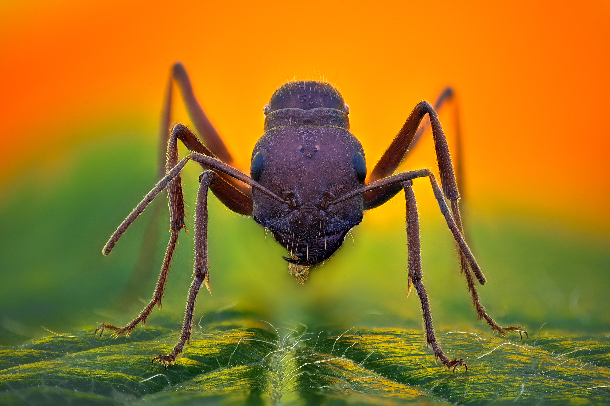 ceclii, macro, Ganev Tsvetan