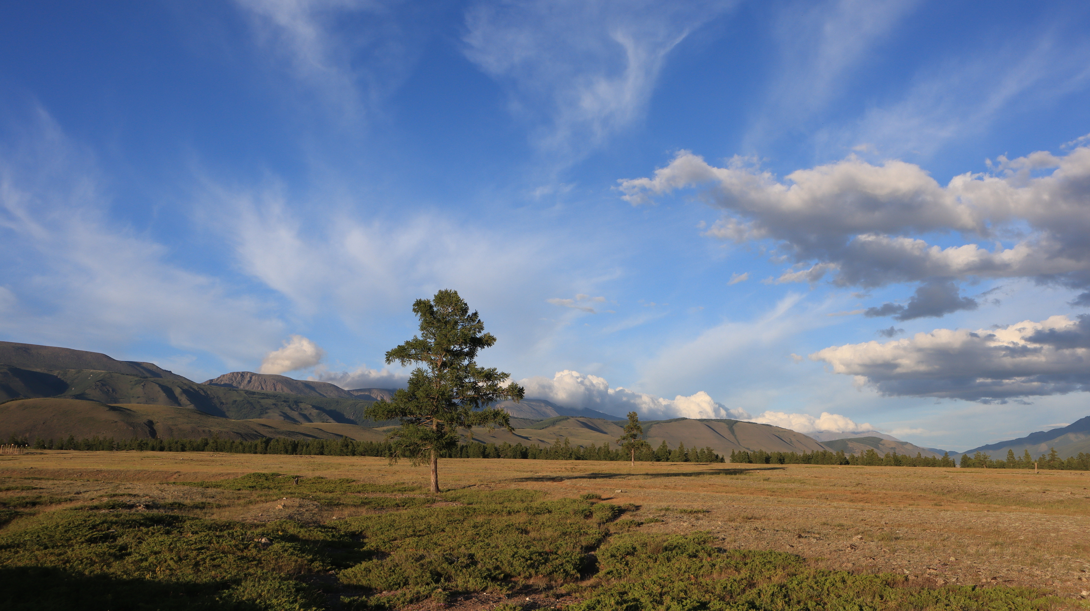 природа,алтай,курайская степь,закат,лиственница.горы,облака, Козлова Галина
