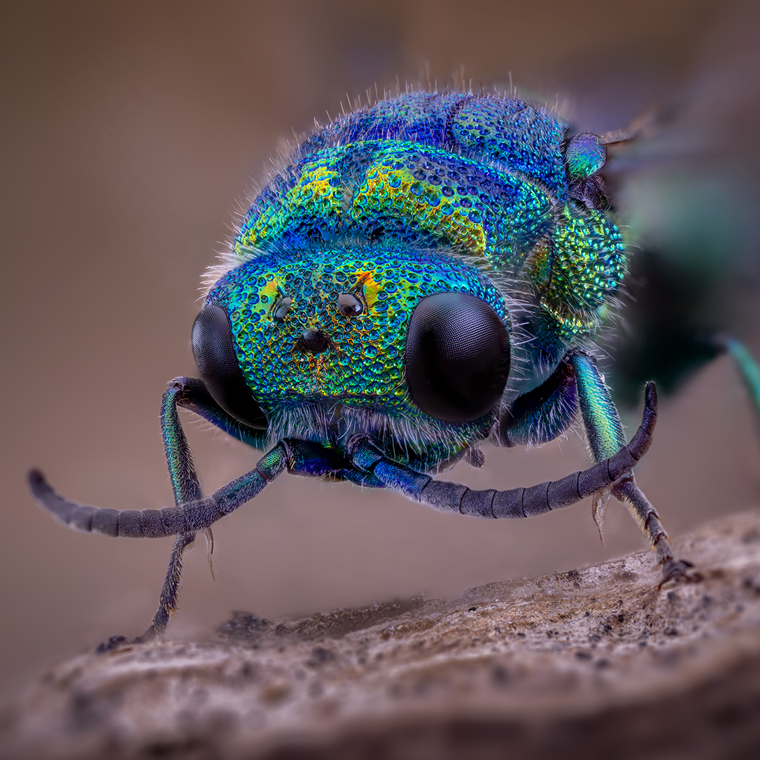 hymenoptera, parnopes grandior, Kavaliauskas Eugenijus