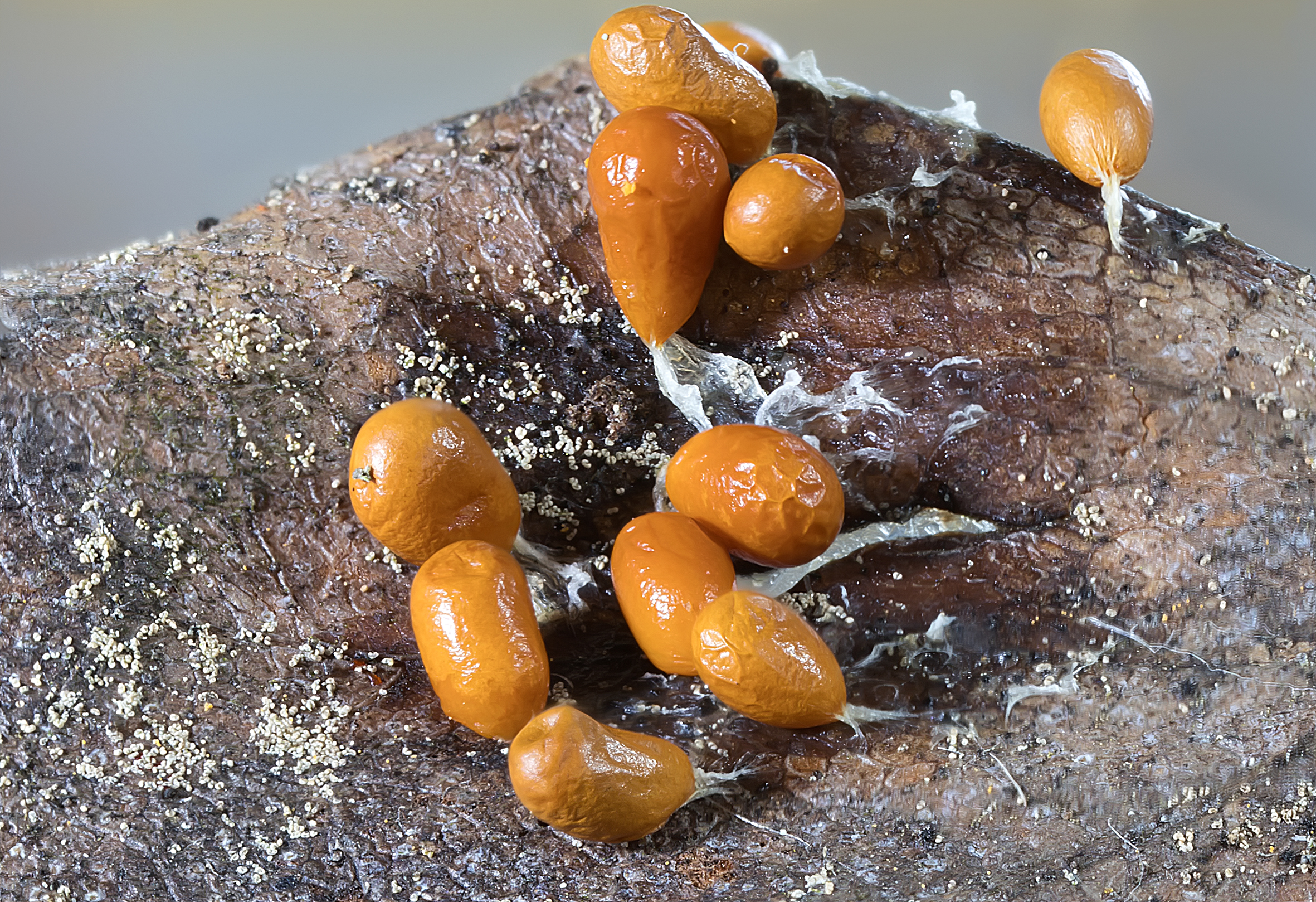 миксомицет, леокарпус, лесной биоценоз, слизевики, Широких Александр