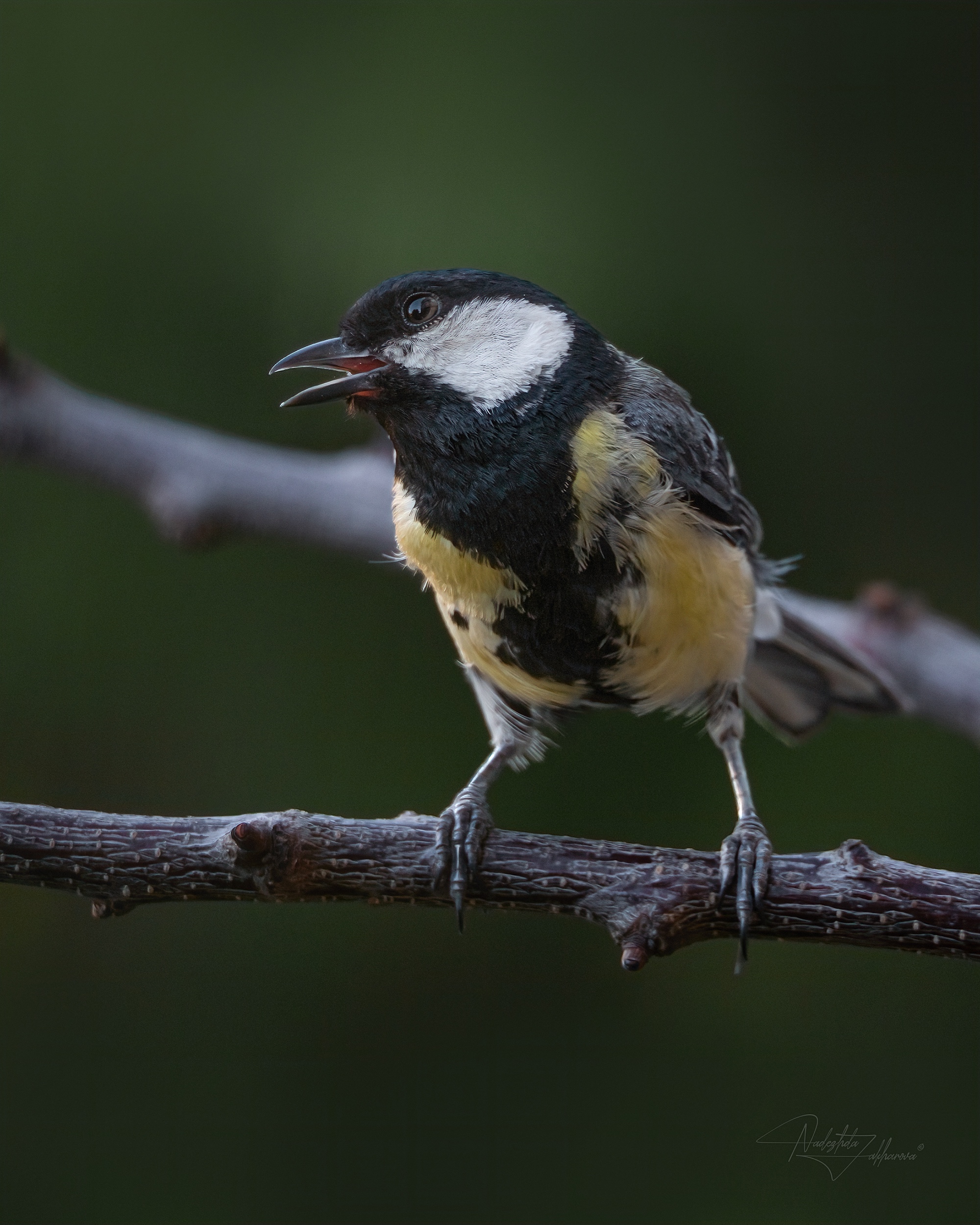 наблюдения за птицами, синица, синичка, большая синица, птицы, портреты птиц, эмоции, лето, лето2025, Захарова Надежда