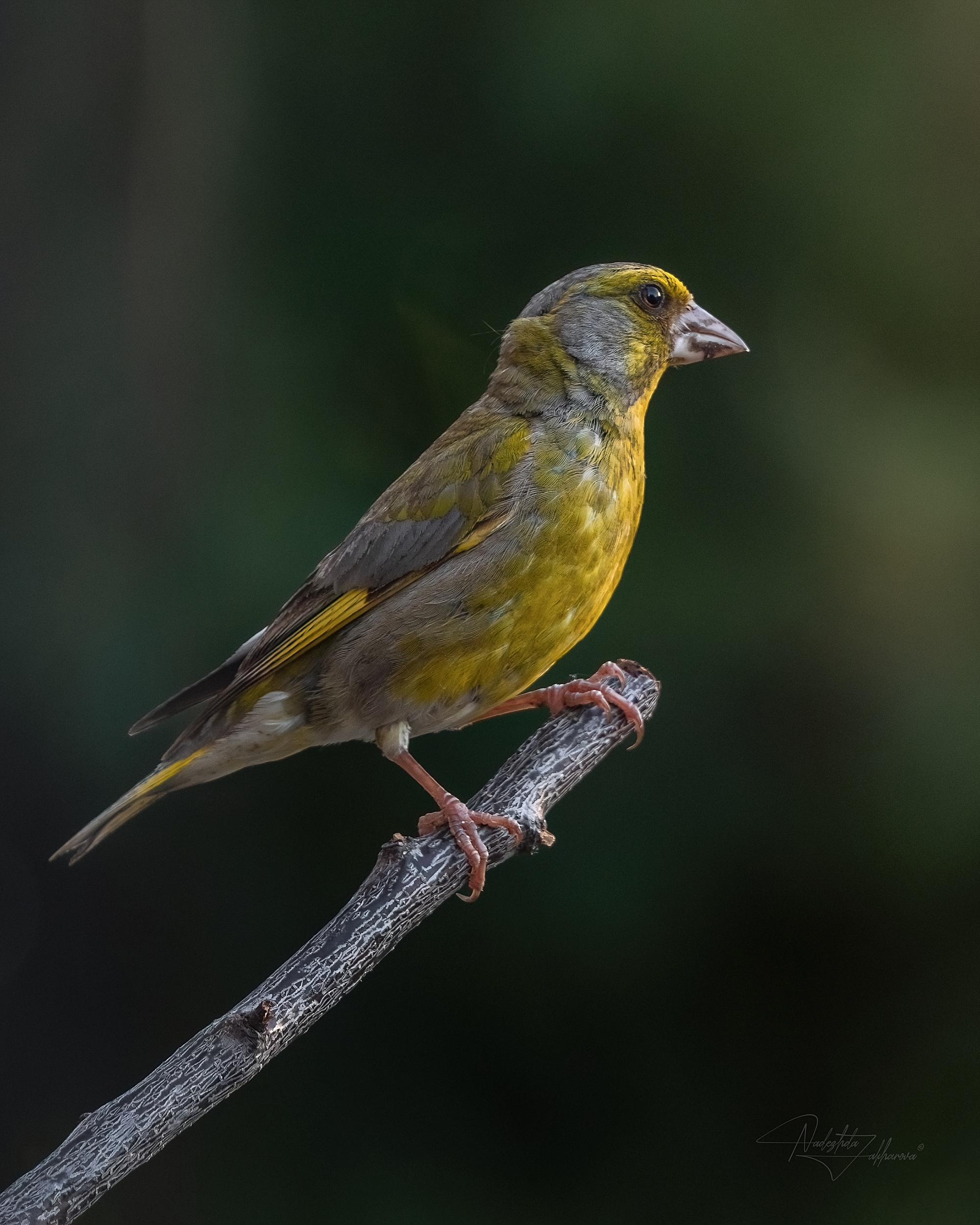 наблюдения за птицами, самец зеленушки, зеленушки, зеленушка, птицы, портреты птиц, эмоции, лето, лето2025, Захарова Надежда