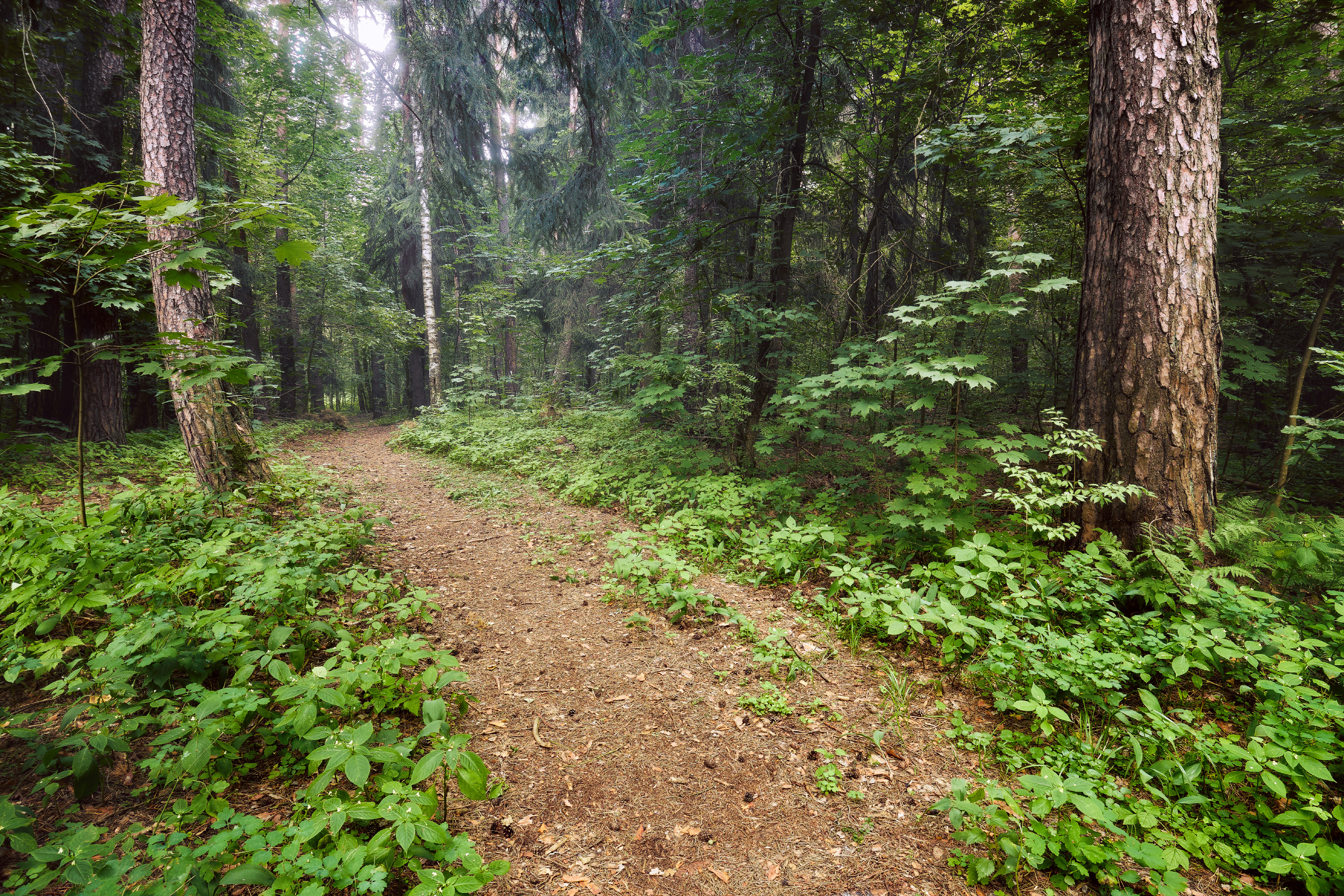 лес, деревья, листва, свет, дорога, Валерий Вождаев