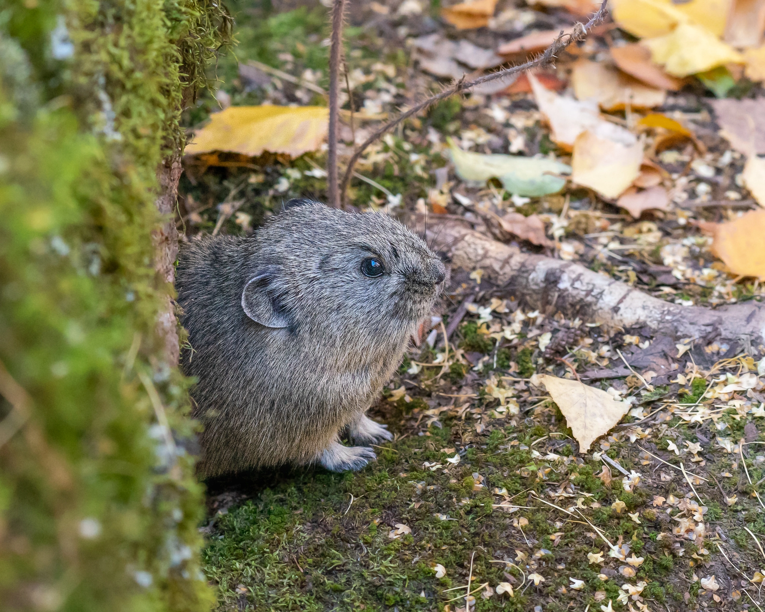 пищуха, пикачу, животные, сибирь, Екатерина Дубровская