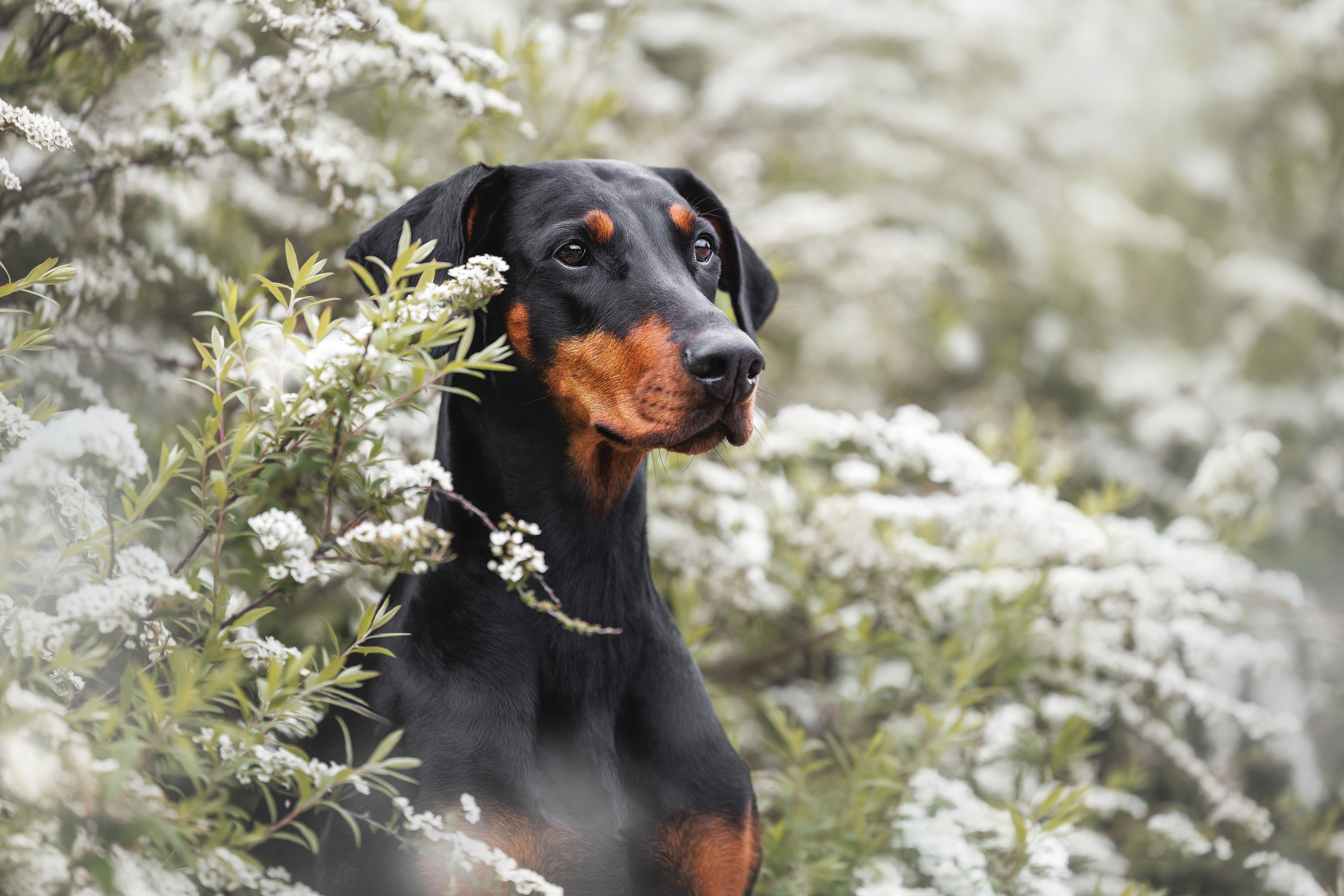 , Яна Нарбутович