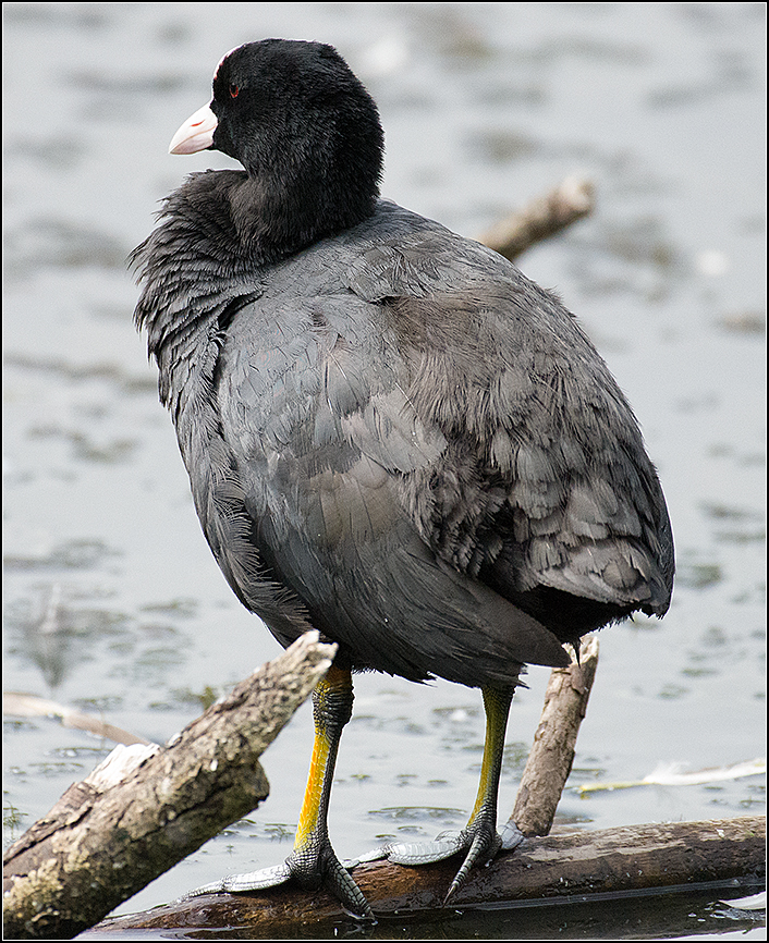 москва, июль, парк, лысуха, птица, АНАТОЛИЙ ДОВЫДЕНКО