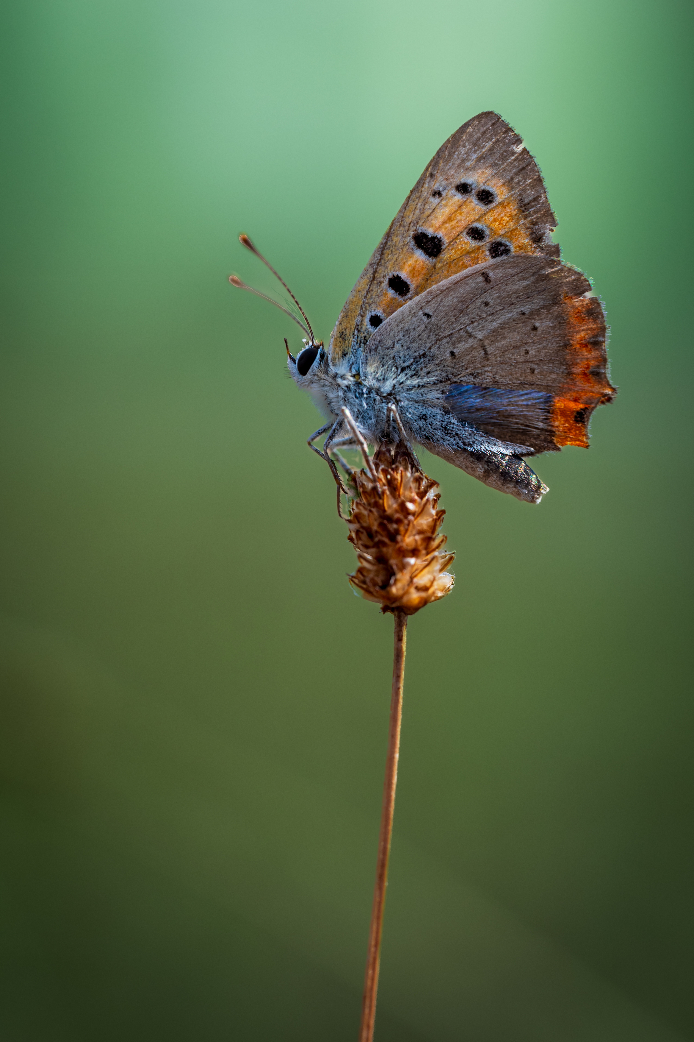 , BESPAMIATNYI Dmitry