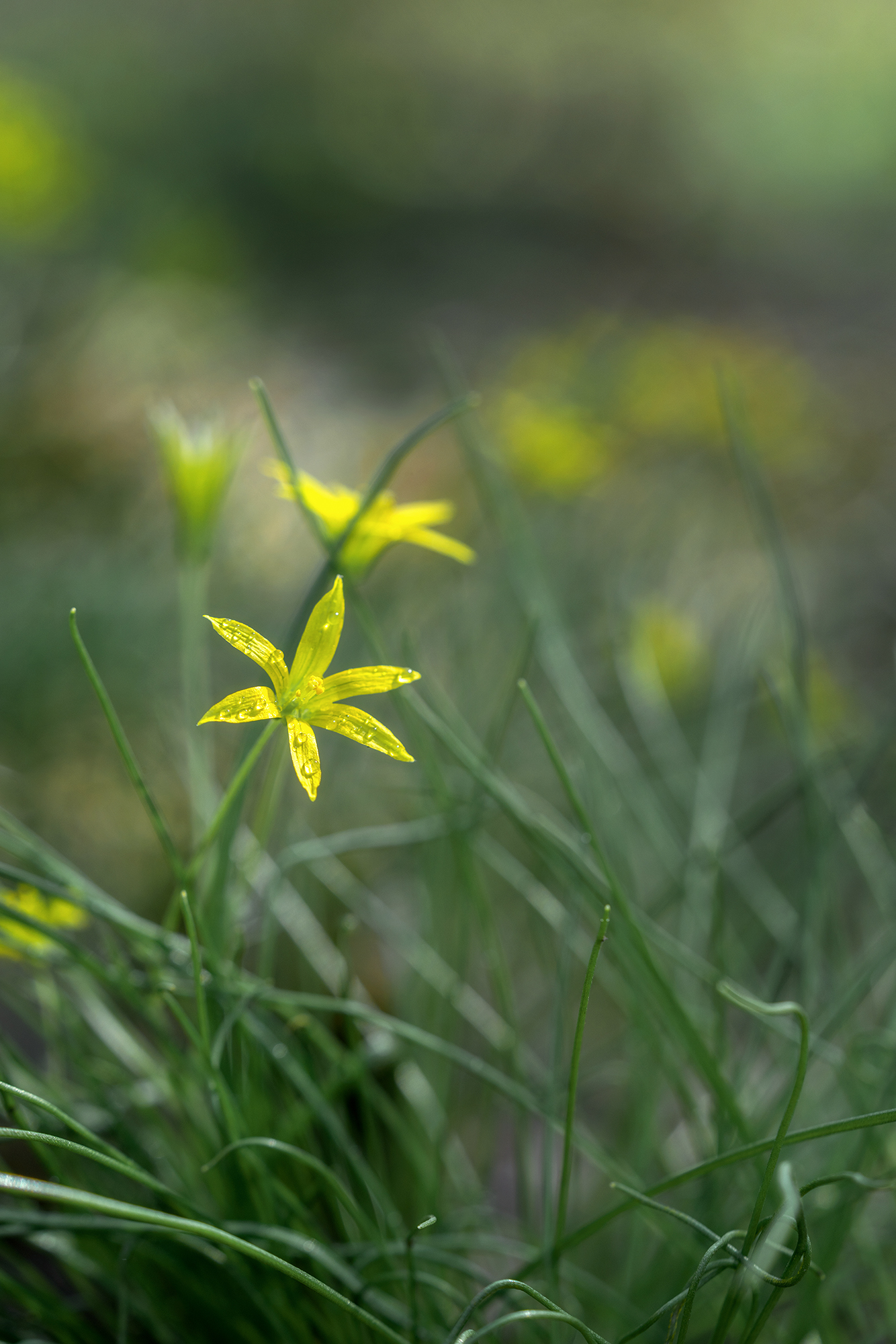 цветы, макро, природа, гусиный лук, первоцвет, Людмила Завьялова