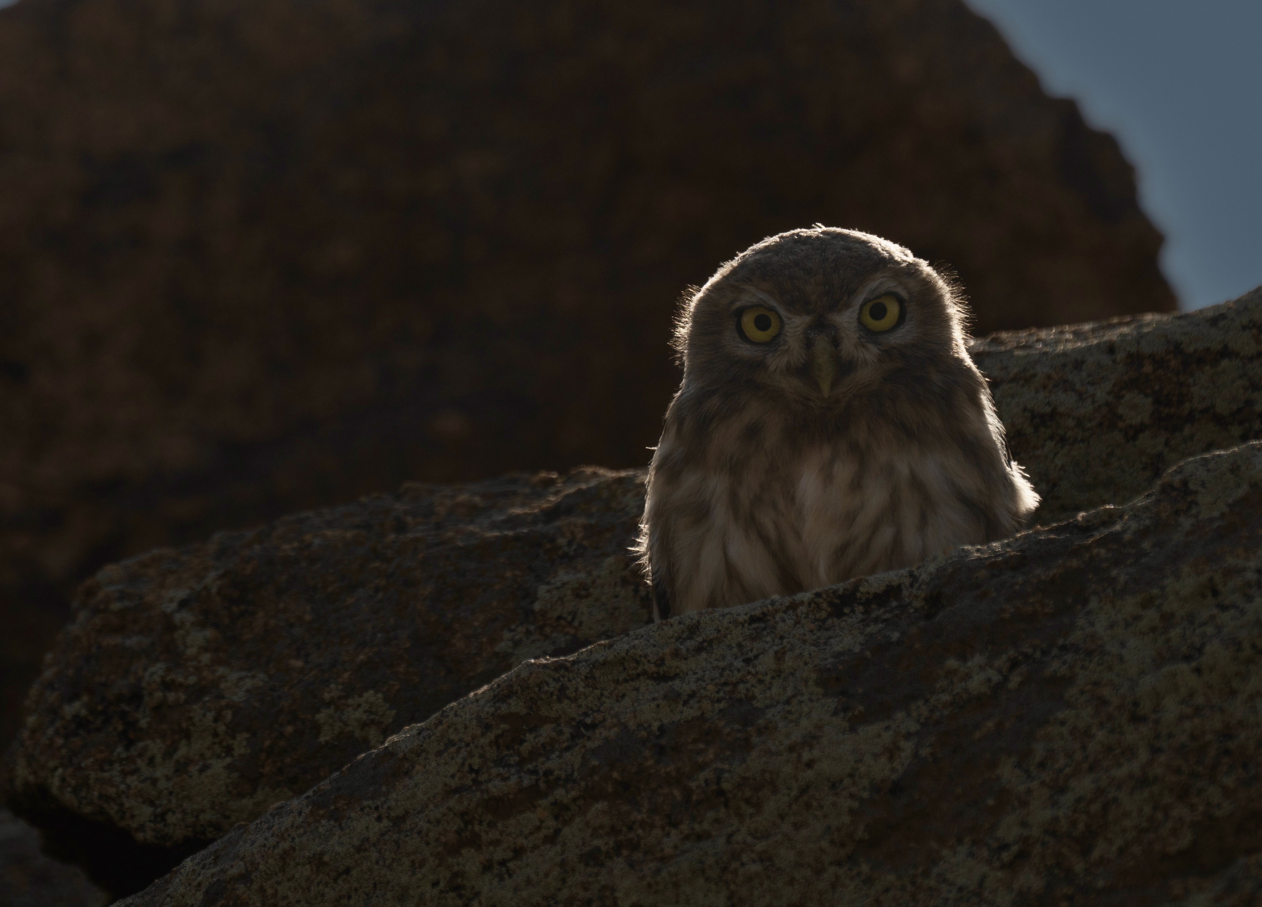 , Владимир Цветов