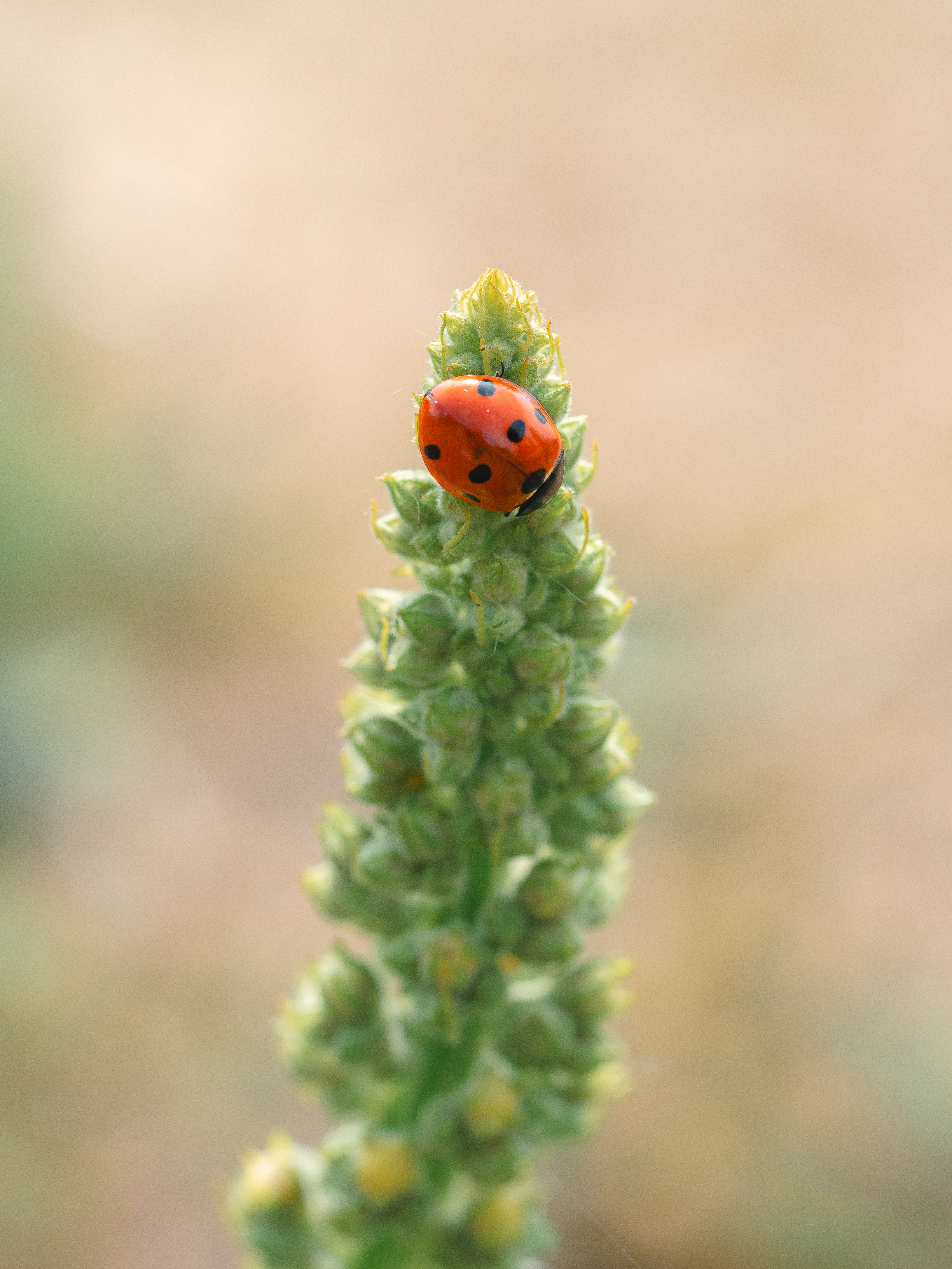 , Ирина Протченко