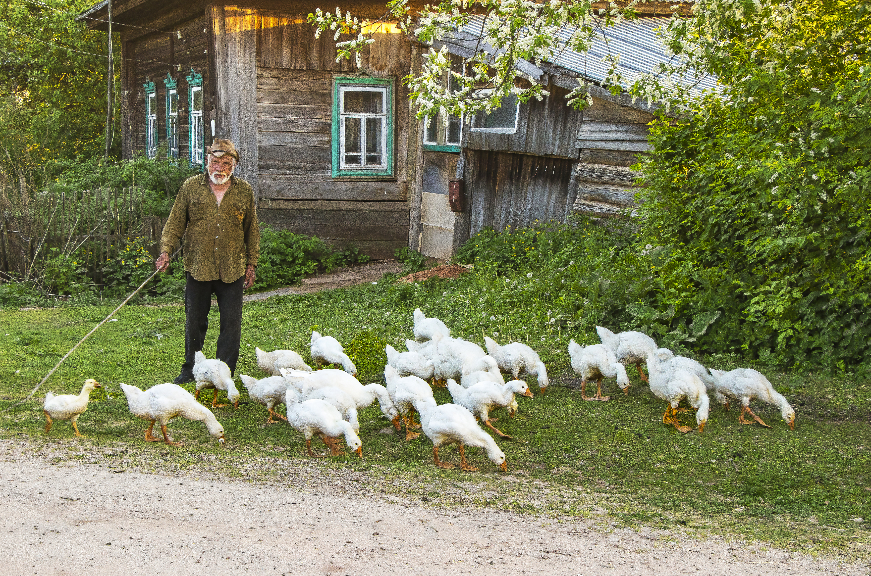 Село Кстинино, гуси, Кировская область, галина новинская