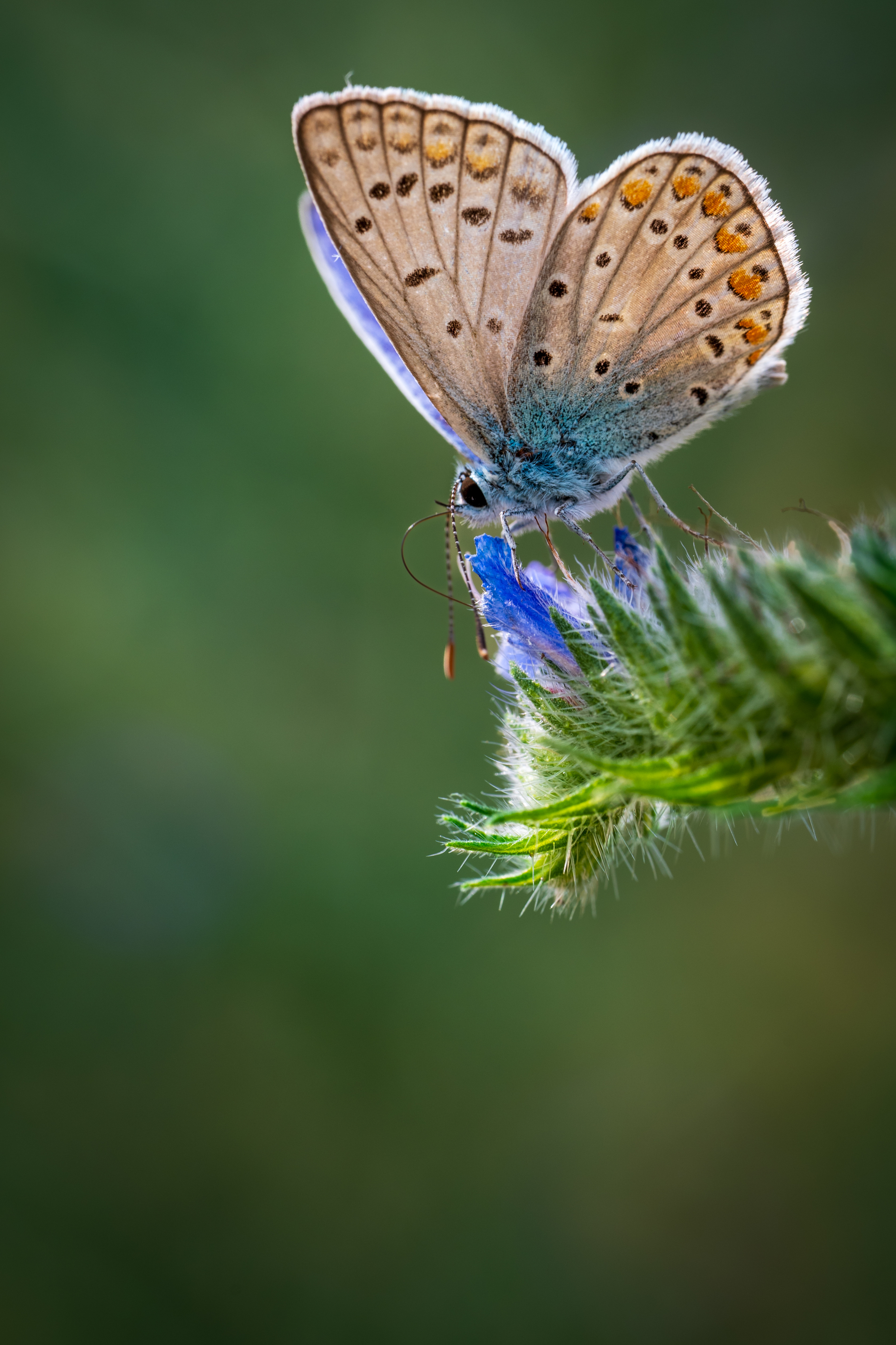 , BESPAMIATNYI Dmitry