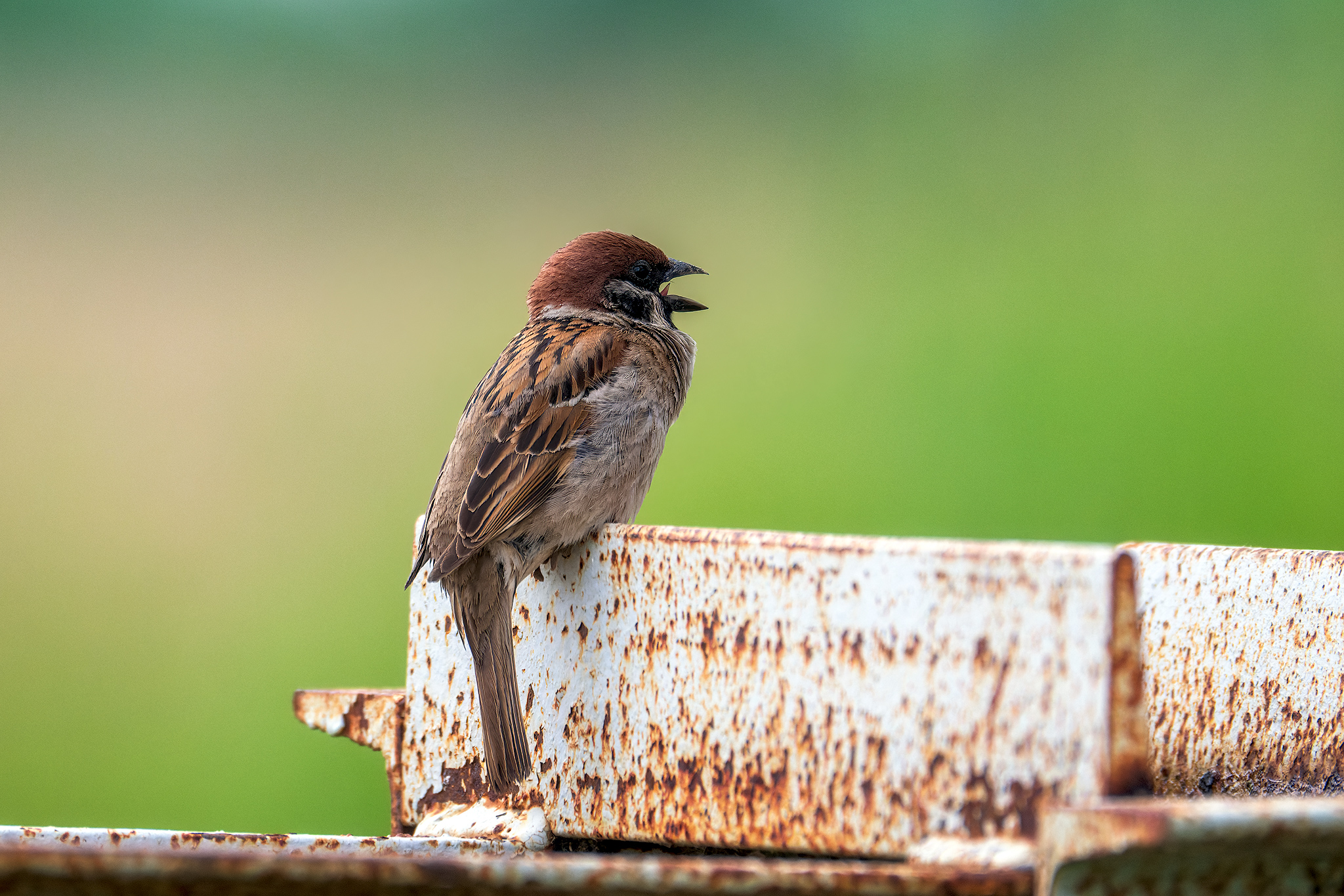 пермский край, птицы, воробей, полевой воробей  ,фотоохота, Кузнецов Кирилл