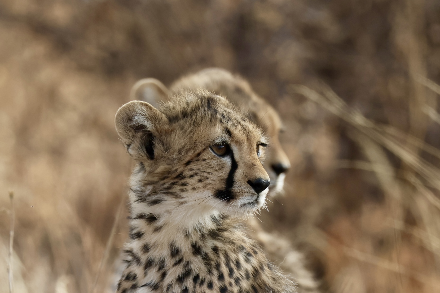 , Голубков Леонид