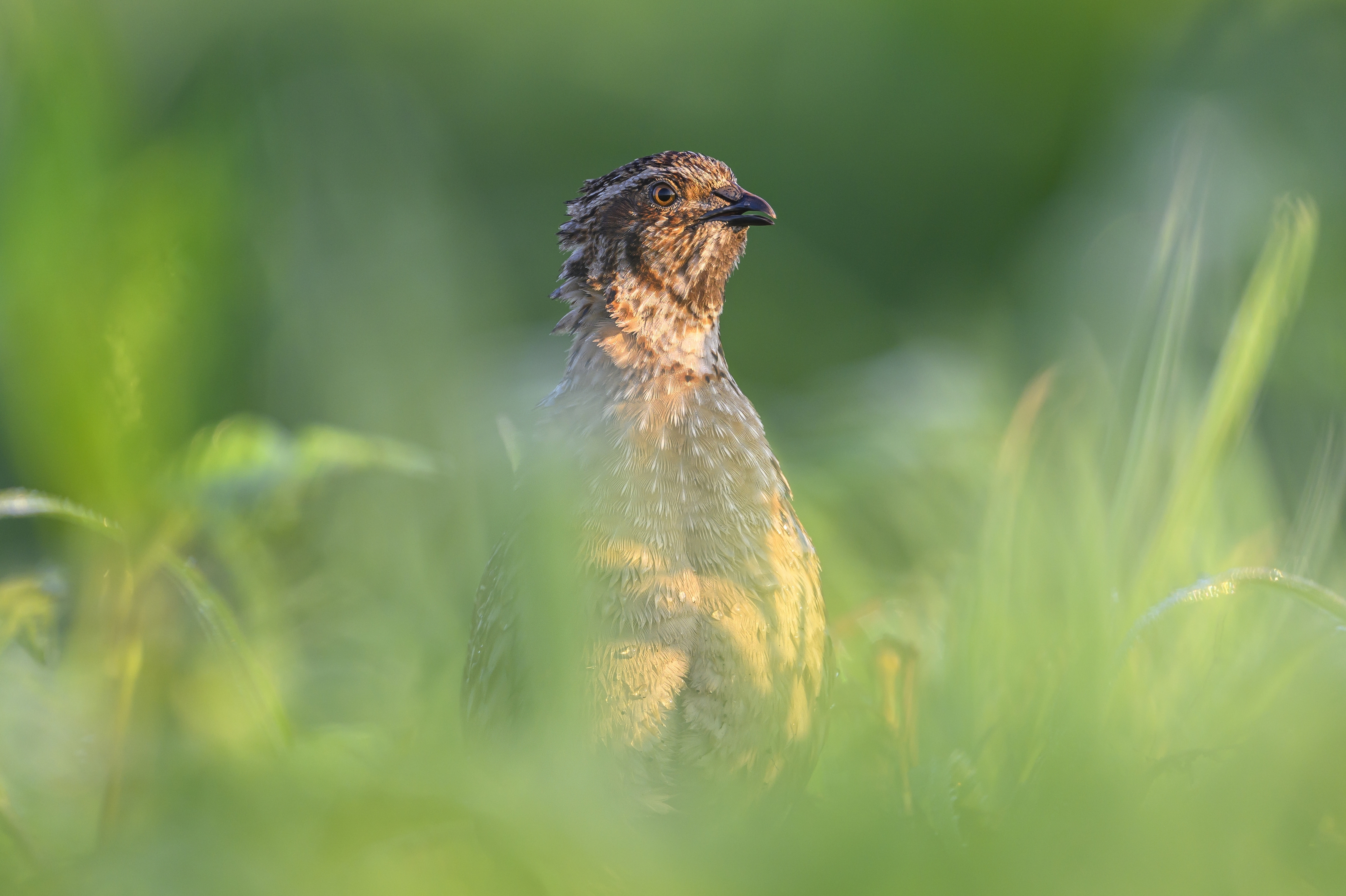 , Пупонин Сергей
