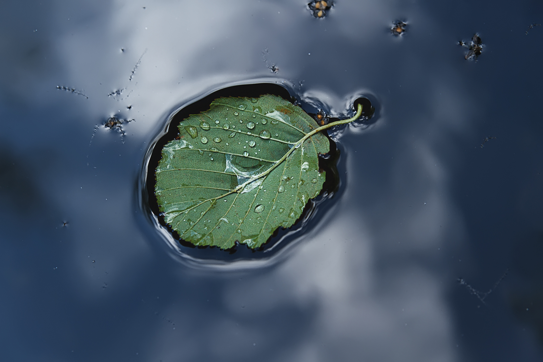 вода лист капли синий зеленый, Вера Ра