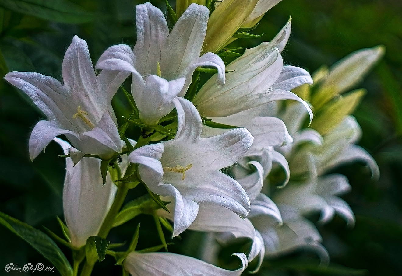 , Орлов Олег