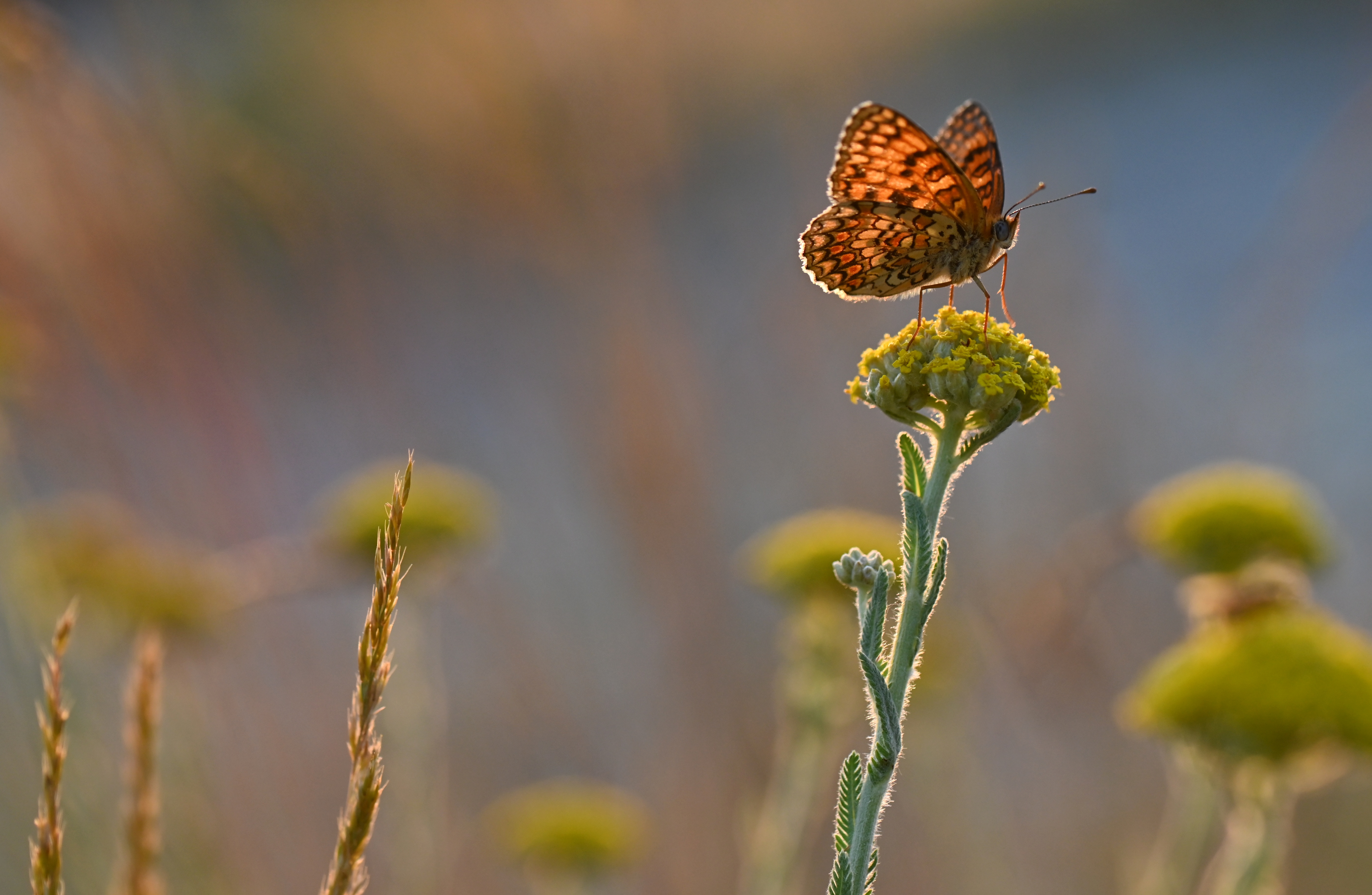 , Герчев Николай