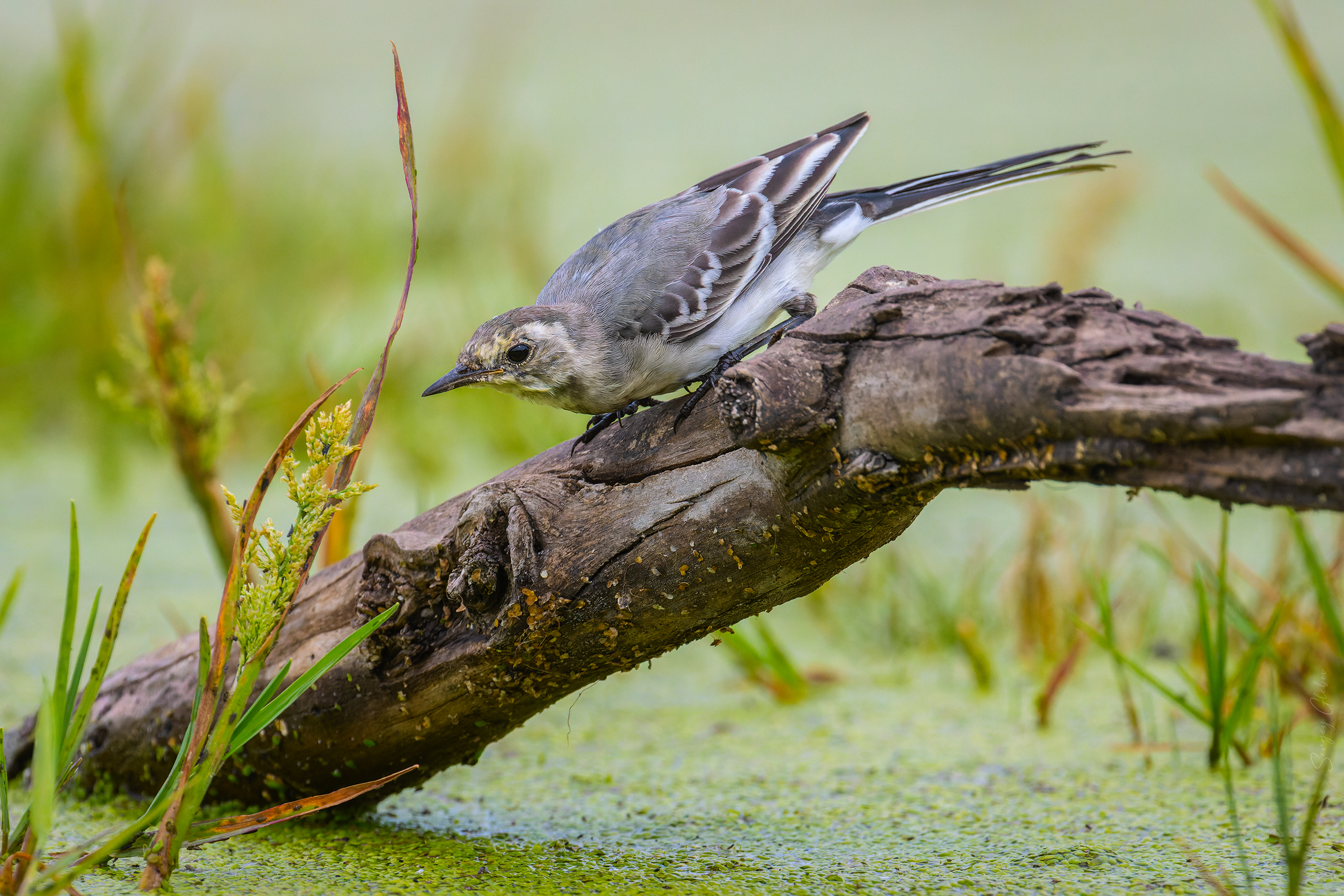 трясогузка, птицы, пернатые, Глебов Сергей