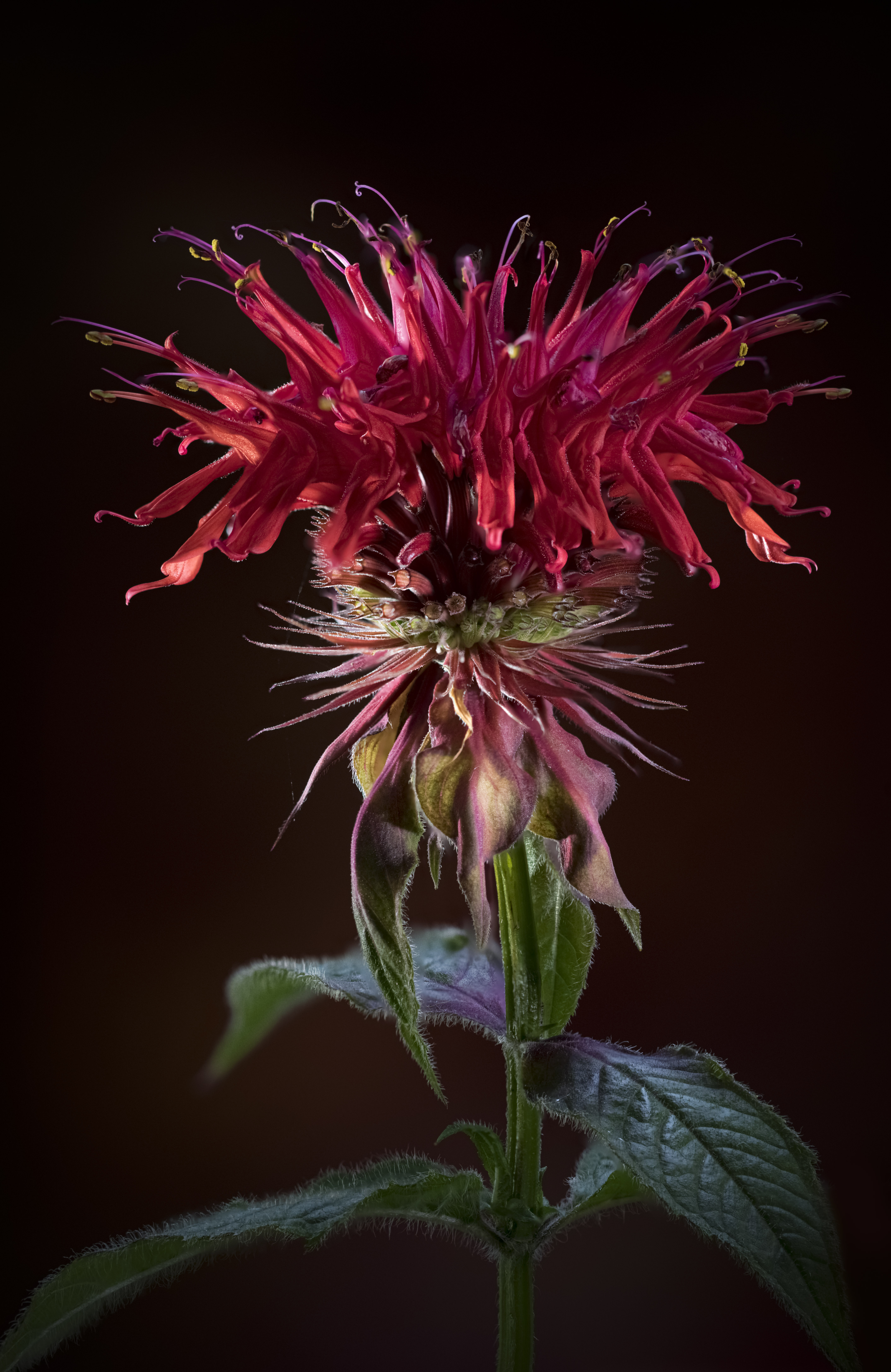 , Валентин Черновол