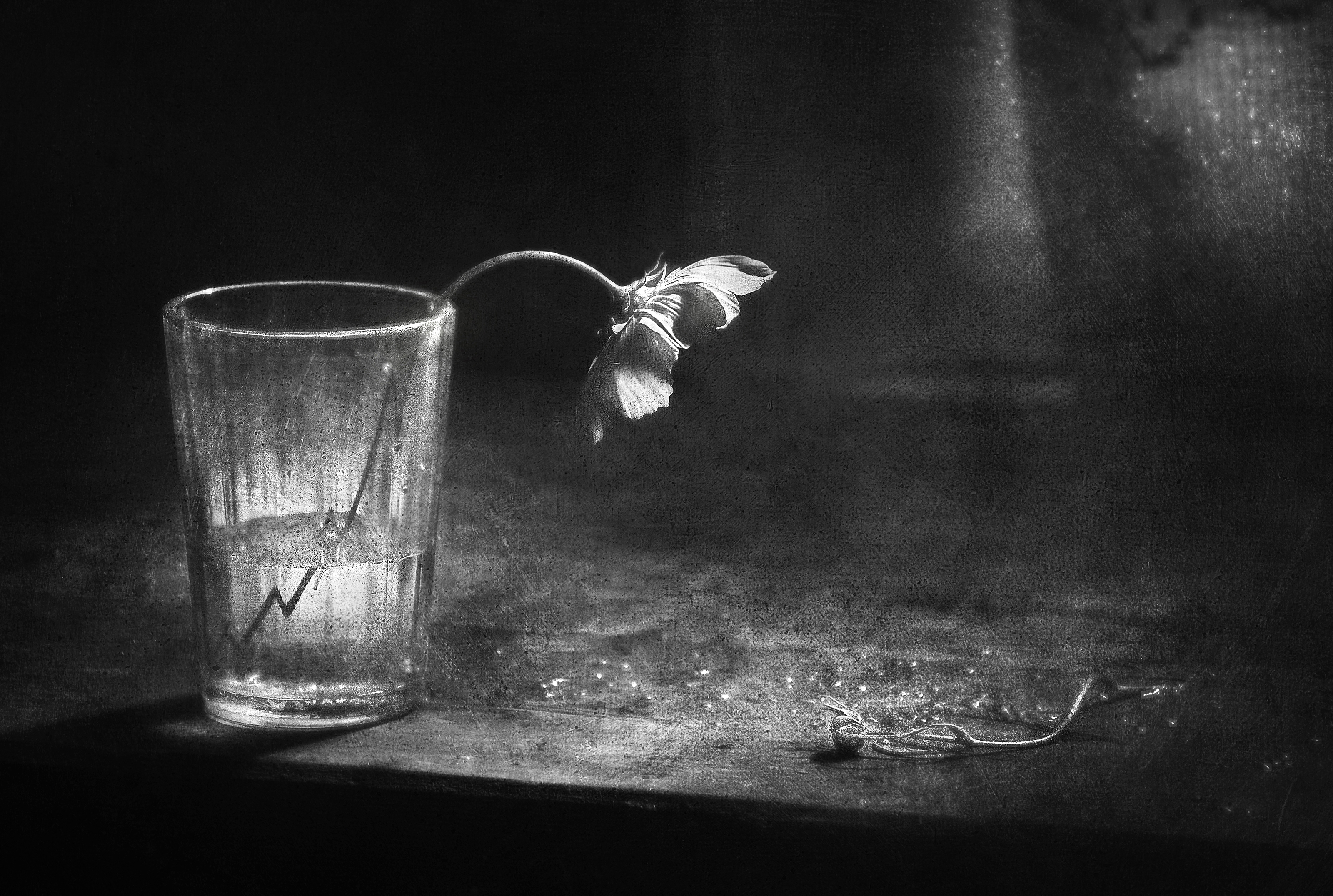 натюрморт, чёрно-белый, цветы, космея, лето, still life, black and white, b & w, Буглак Инна