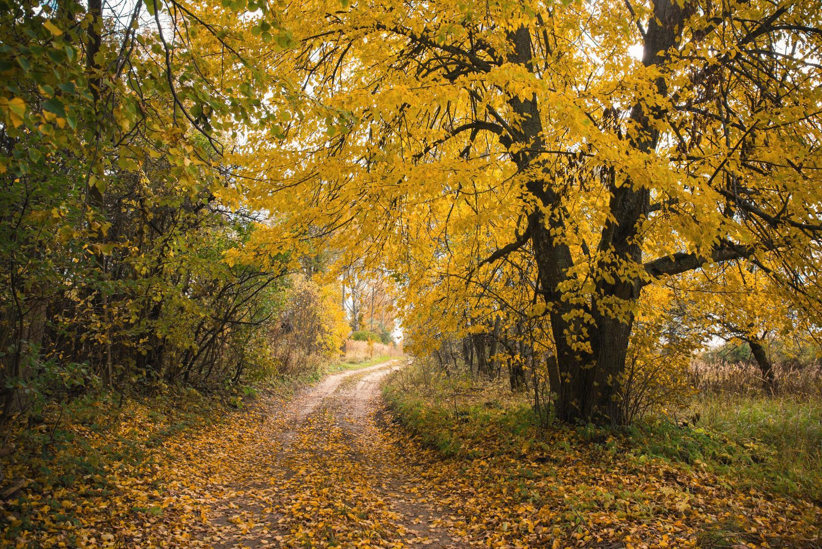 природа, времена года, осень, золотая осень, осень в деревне, смоленская область, осенний пейзаж, дорога, листопад, желтые листья, nature, seasons, autumn, golden autumn, autumn in the village, smolensk region, autumn landscape, road, leaf fall, yellow le, Лидия Киприч