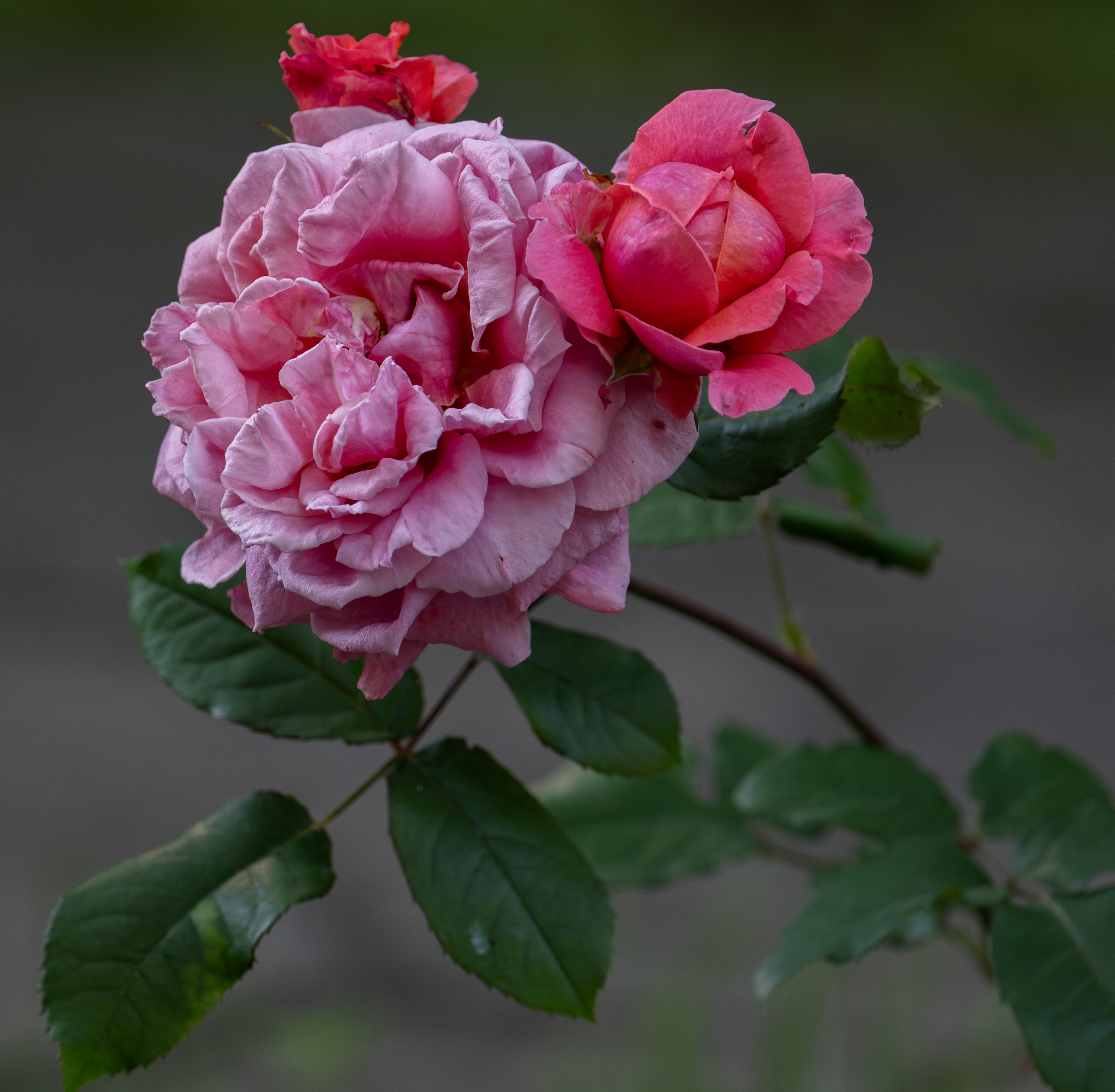 , Курлянцев Алексей