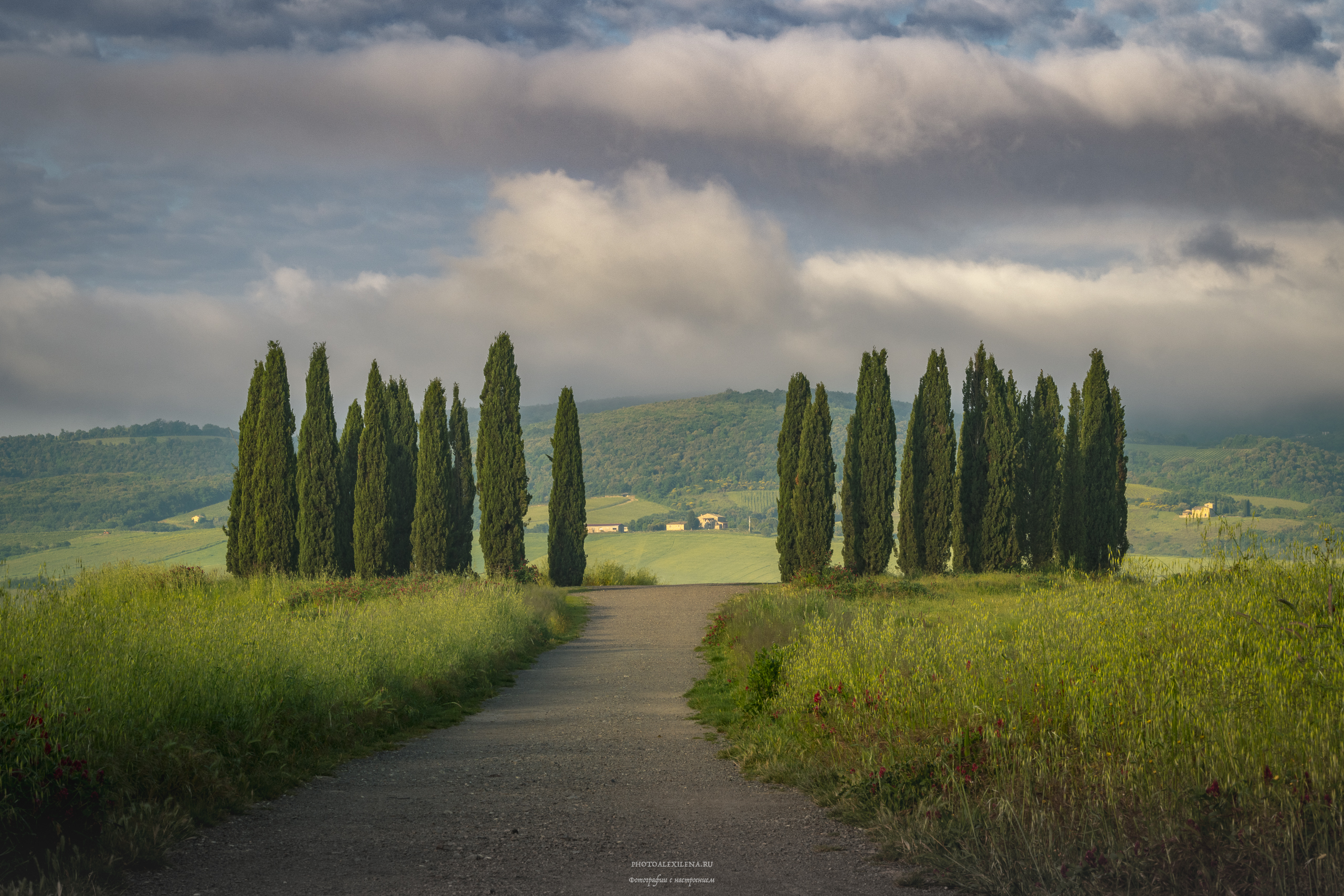 италия, тоскана, кипарисы, пейзаж, утро, Александр Константинов