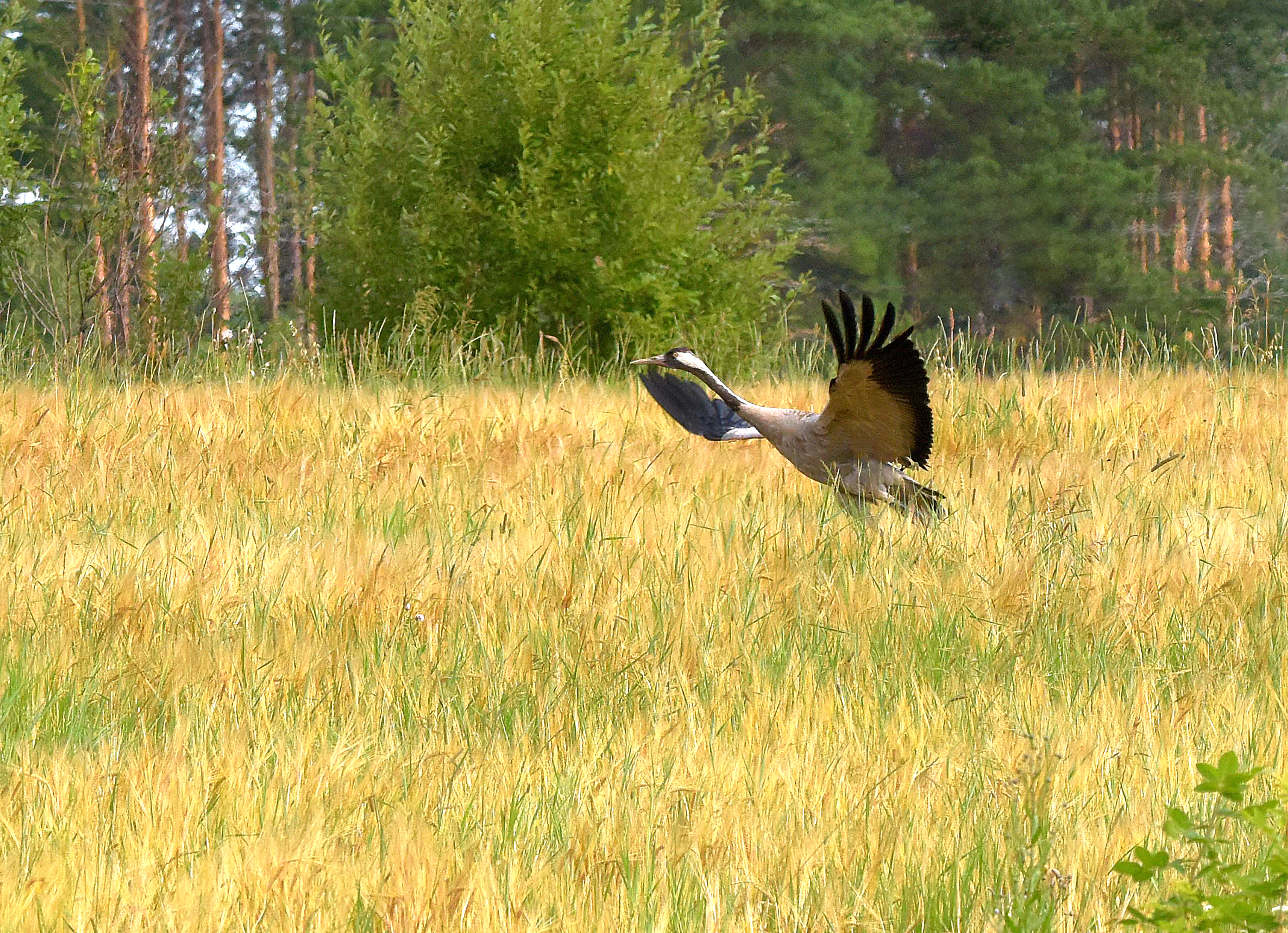 , Белоусов Михаил