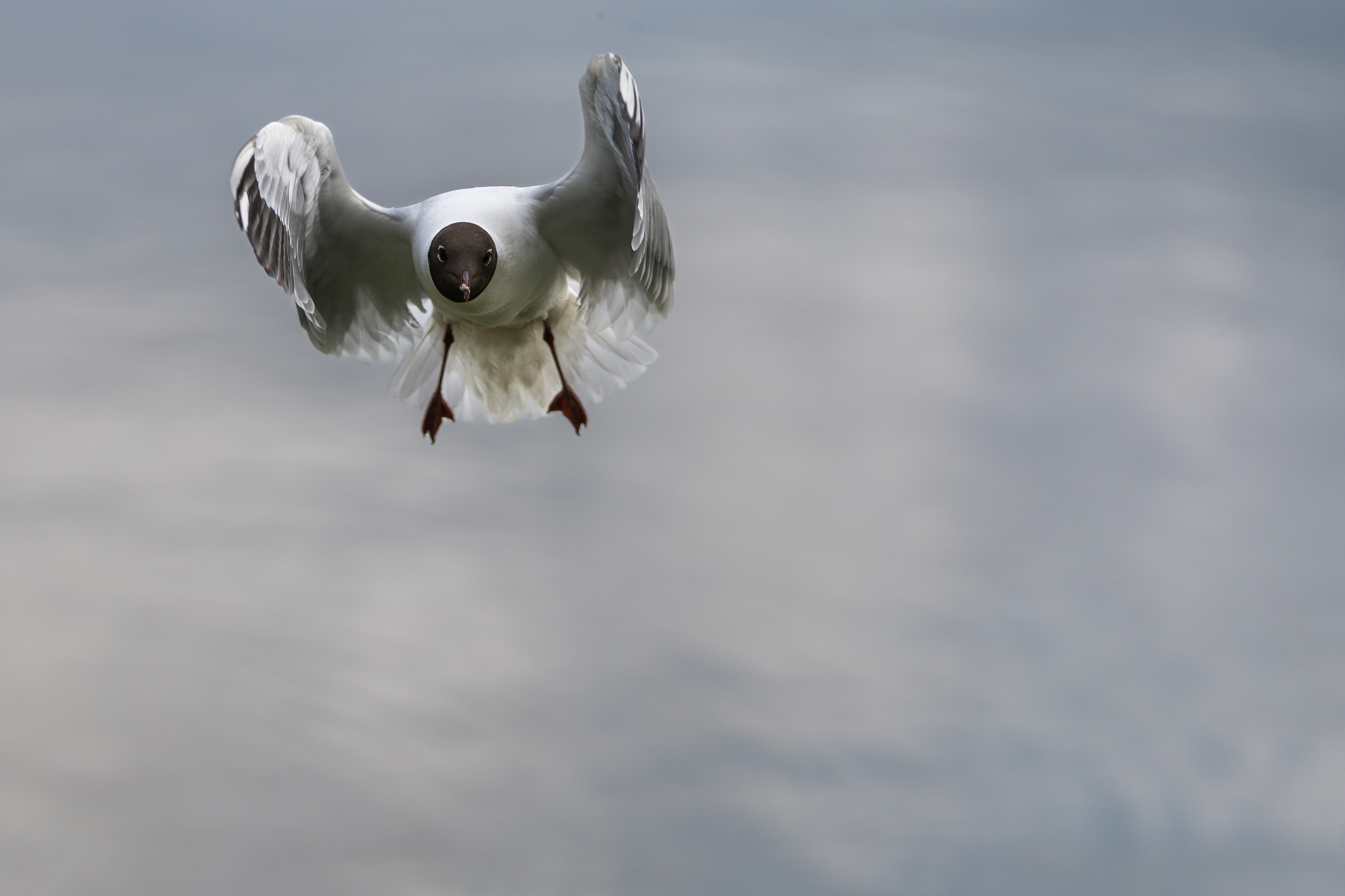 , Шимаковский Юрий