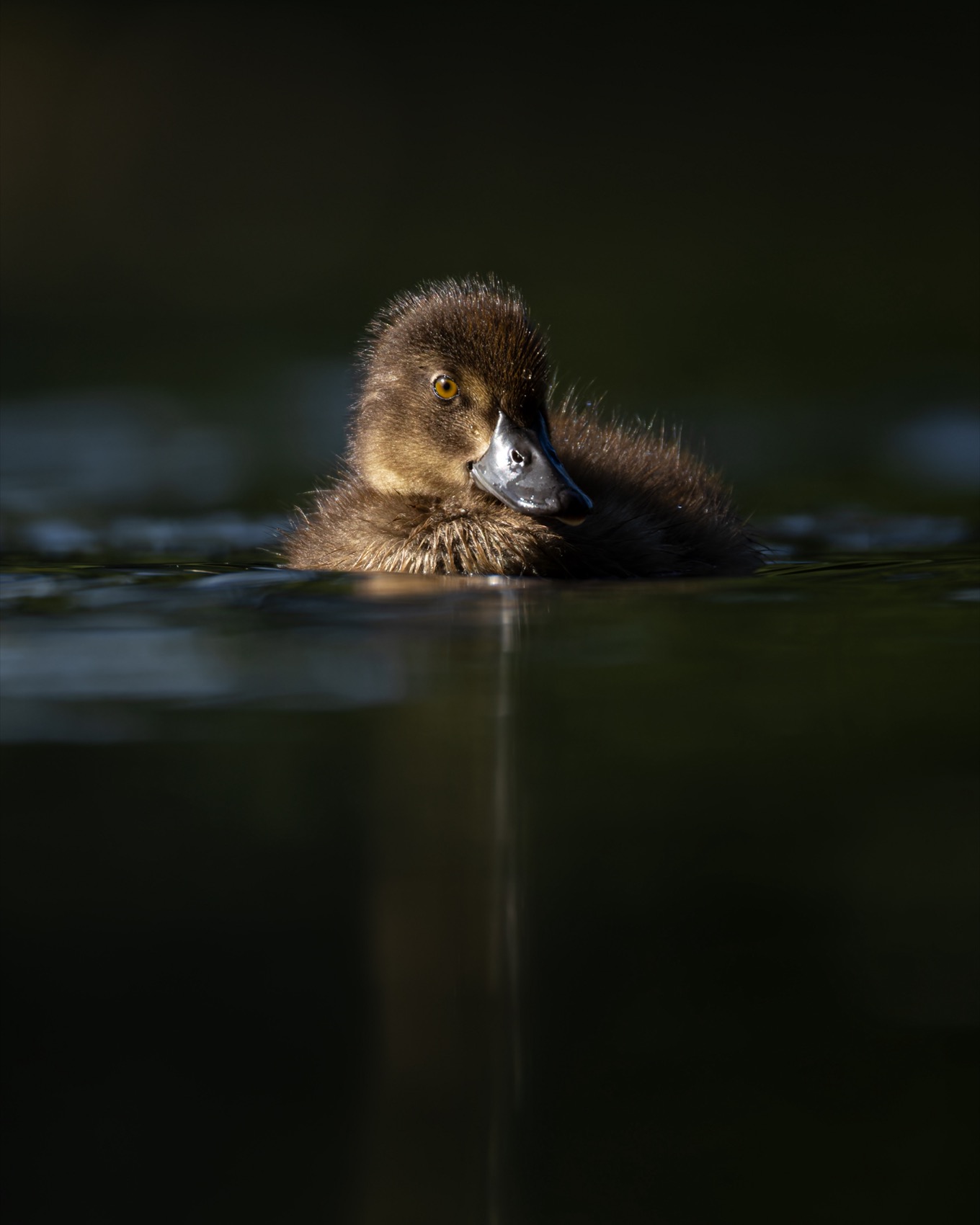 нырок, хохлатая чернеть, утенок, птицы, Руслан Pl