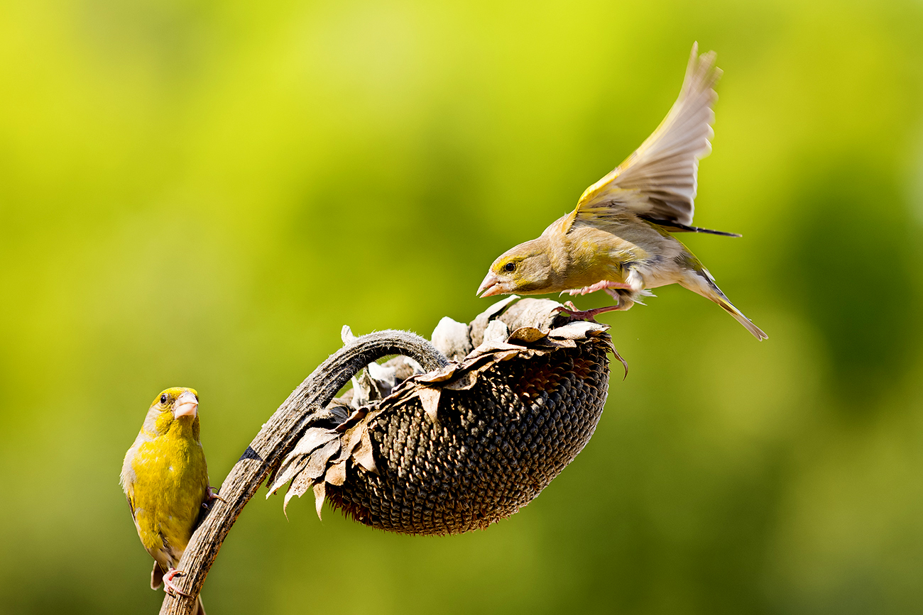 , Валерий Черняк