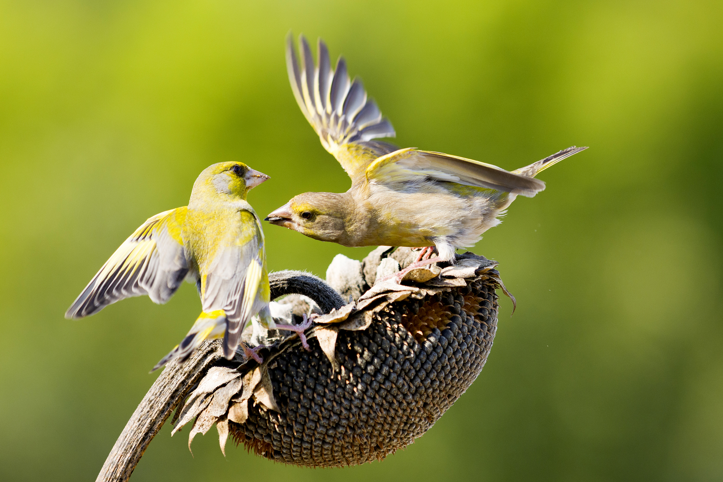 природа, Валерий Черняк