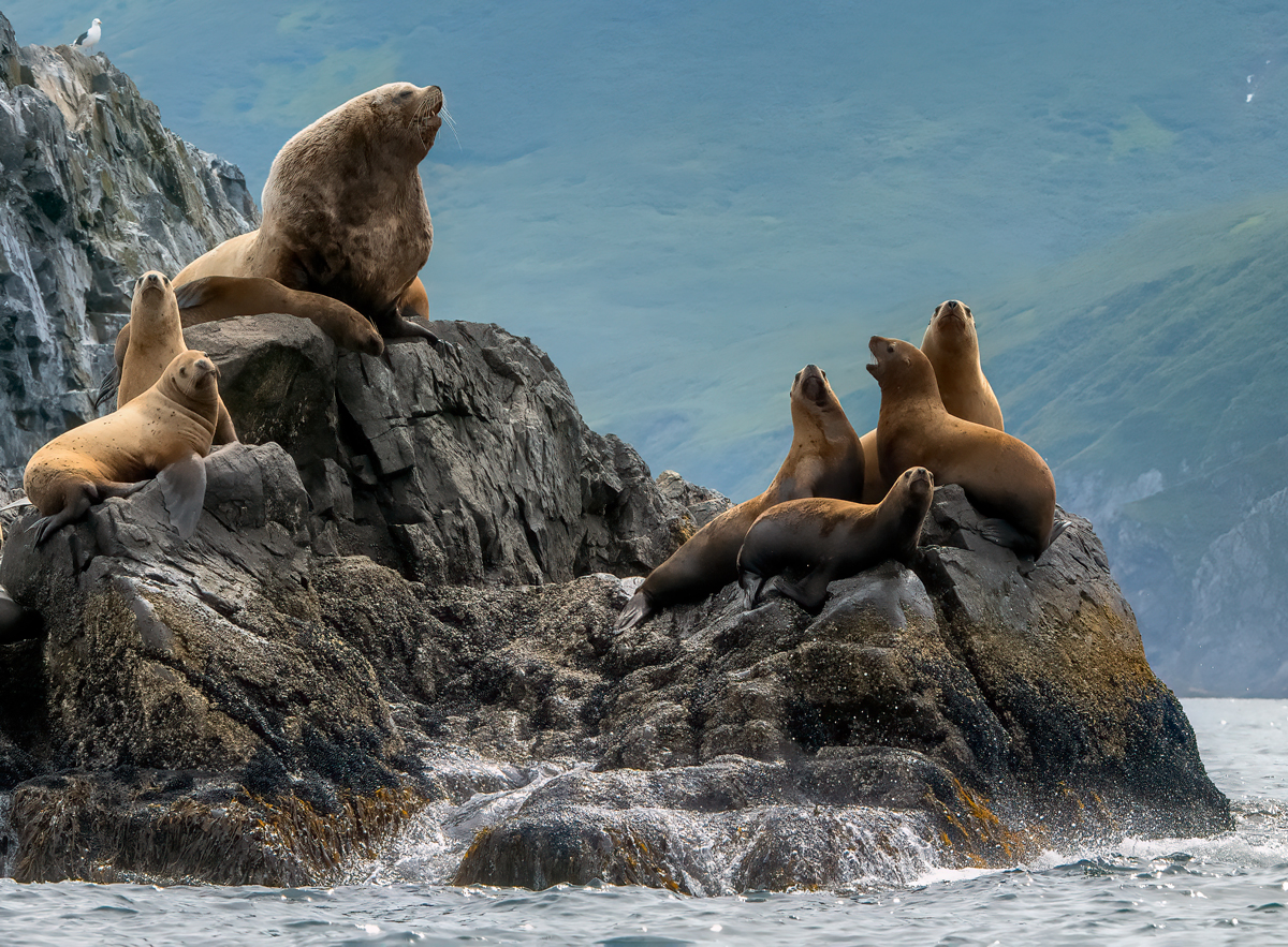 камчатка, Гордонов Юрий