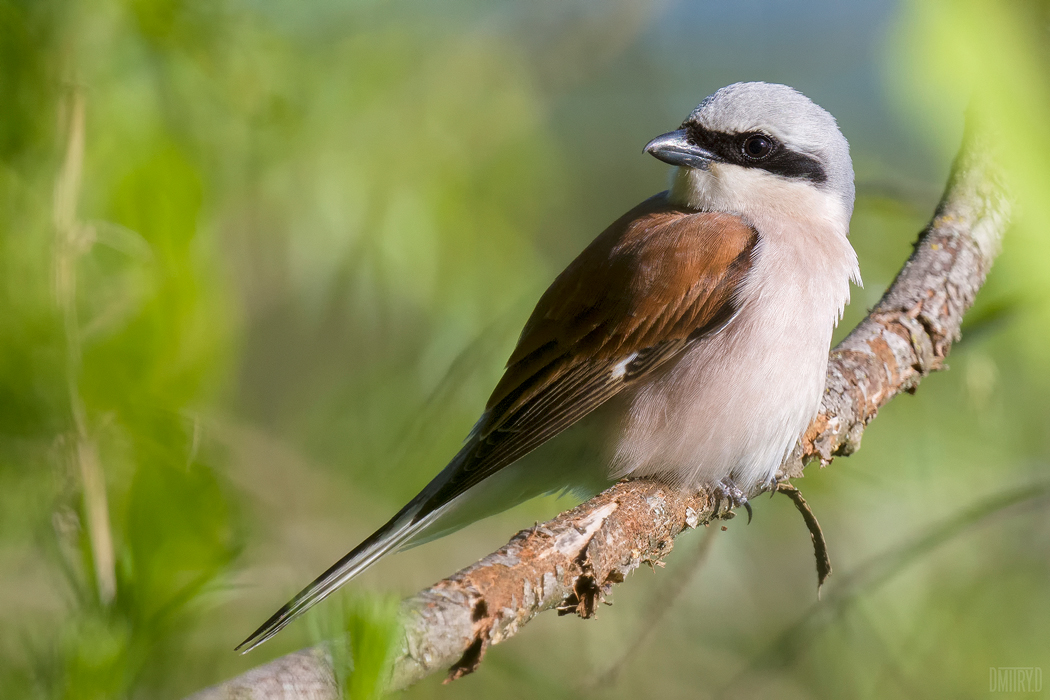 жулан,, Дмитрий Доронин