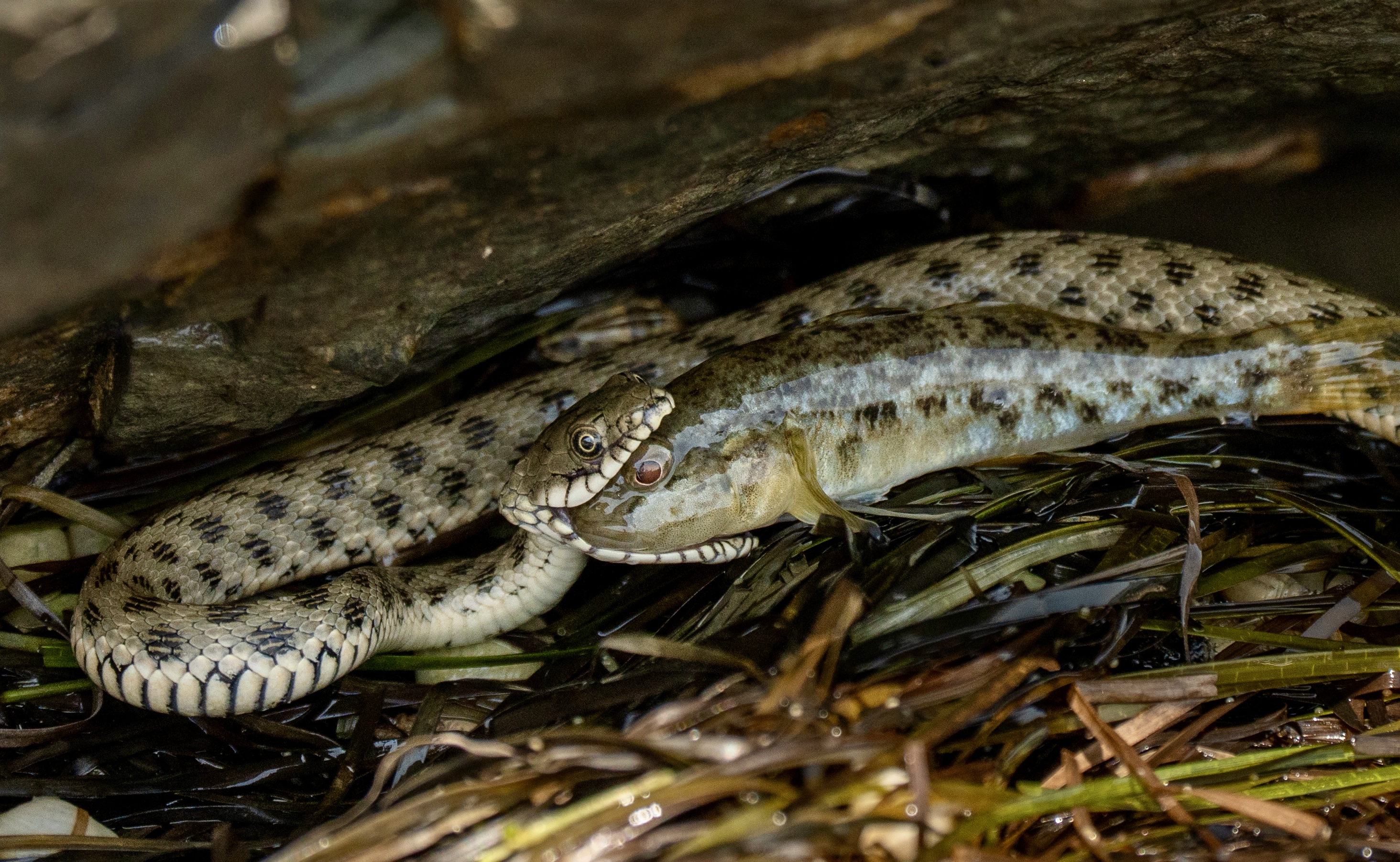 , Владимир Цветов