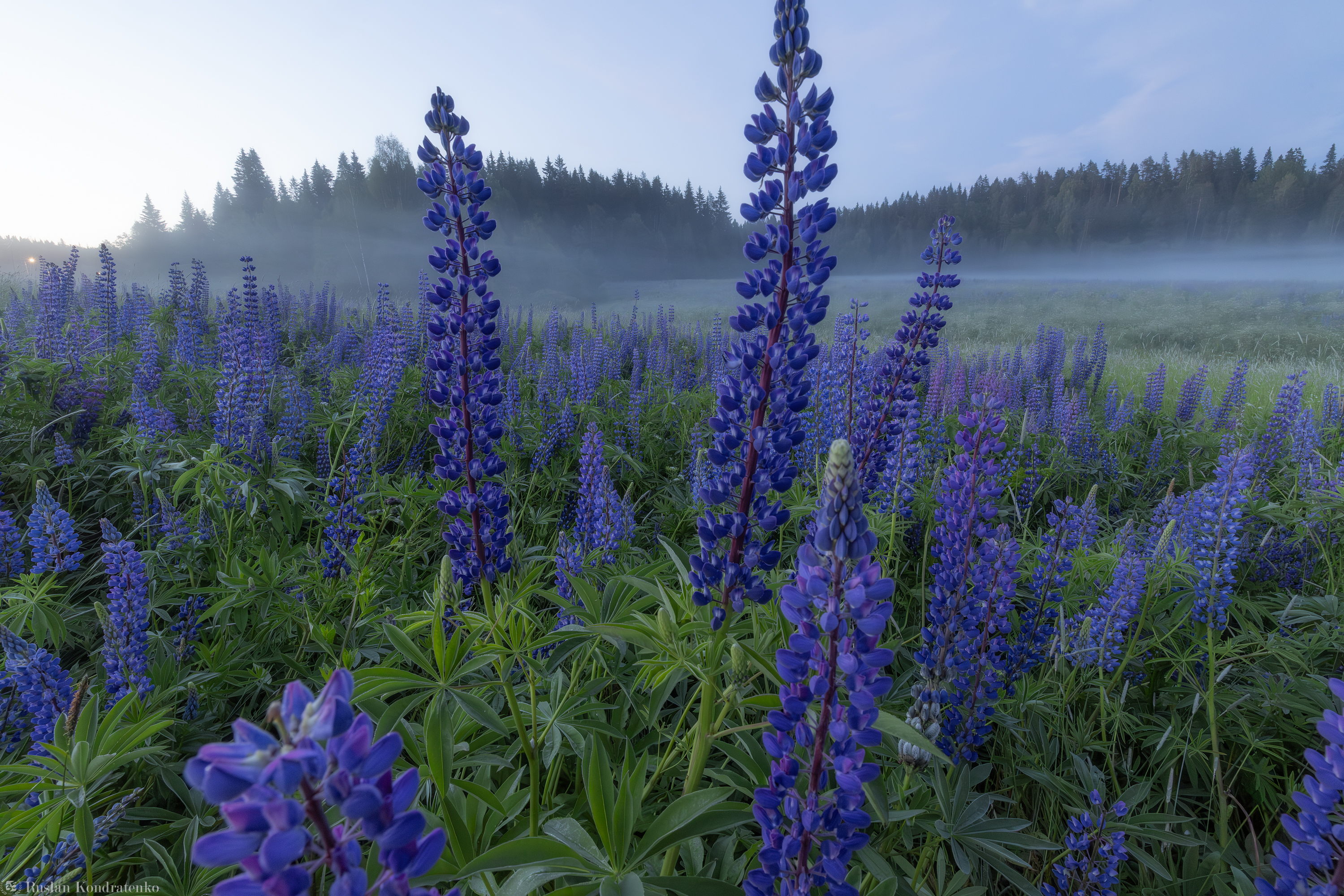 Люпины, Республика Карелия, Кондратенко Руслан
