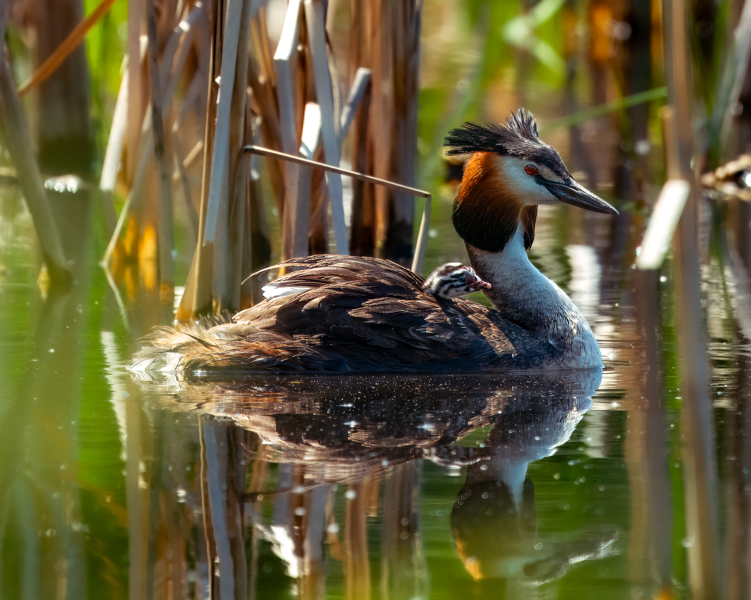 чомга, поганка, птицы сибири, бердвочинг, Екатерина Дубровская