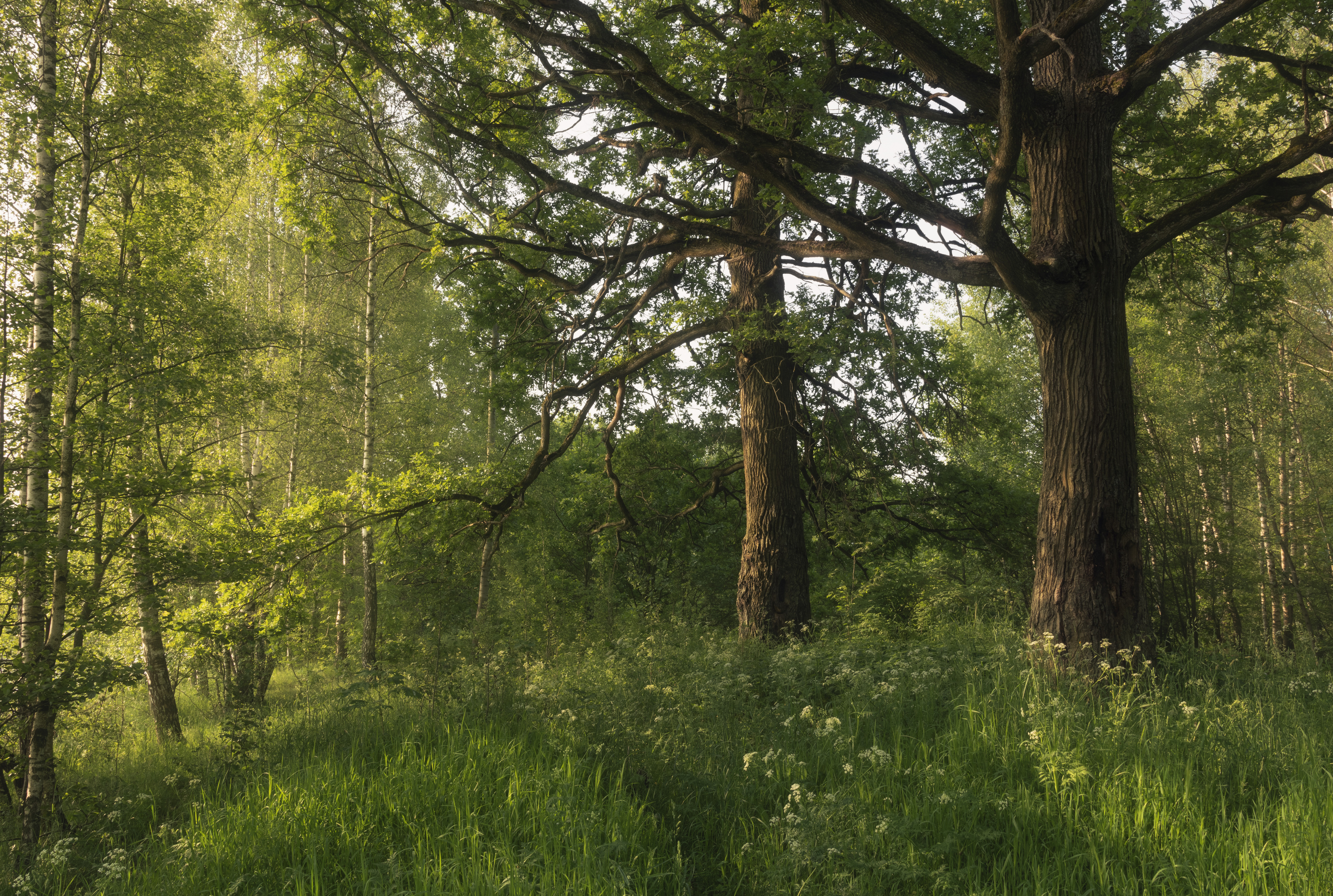 , Бонина Ольга