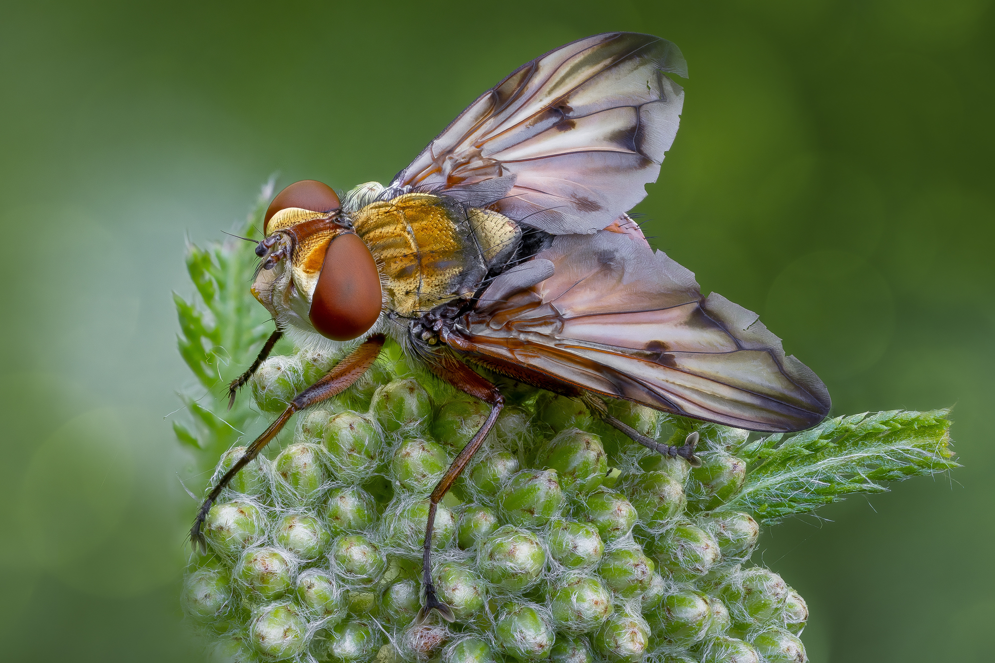 , Кузнецов Дмитрий