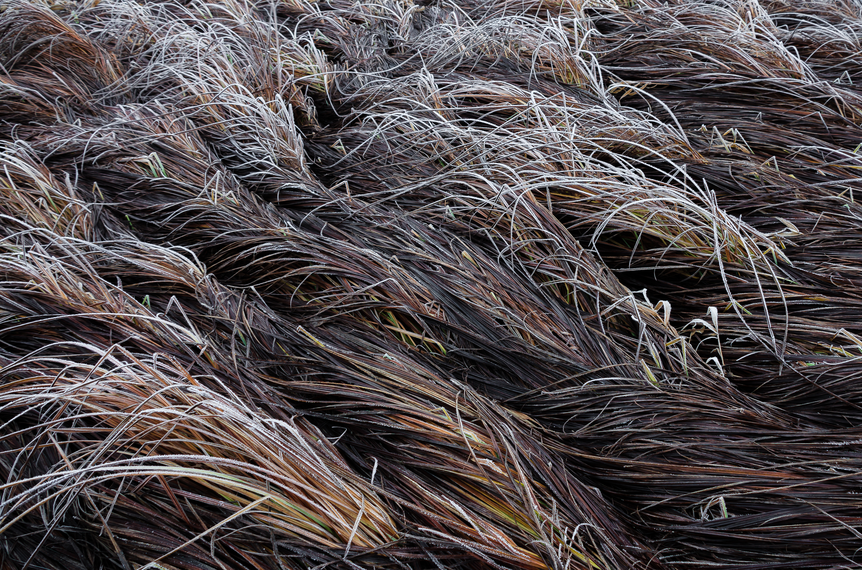 волны, трава, осень, Соварцева Ксения