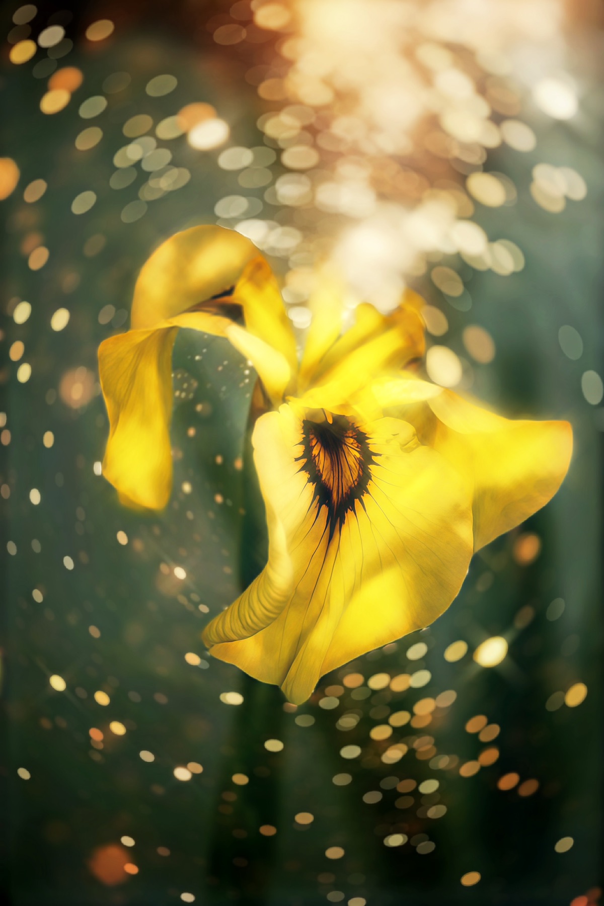 макро, macro, цветы, flowers, ирис, лето, summer, Julia Kaissa