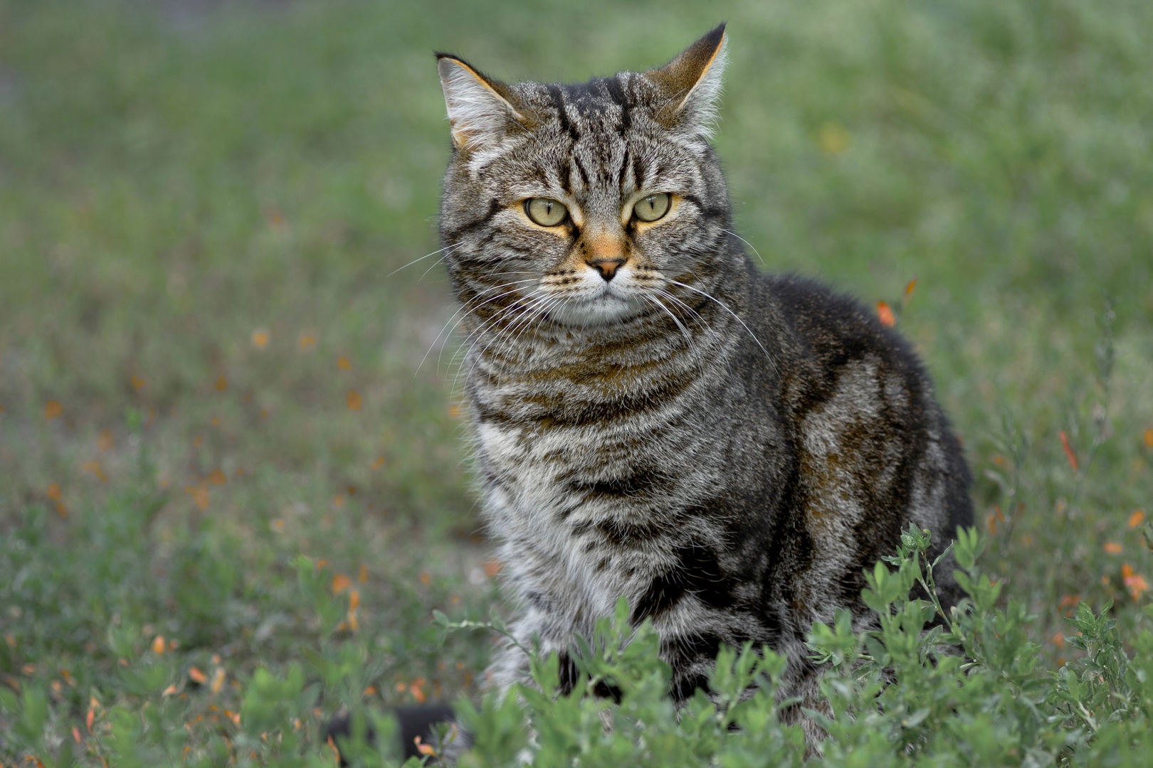 кот, Александр Канцур