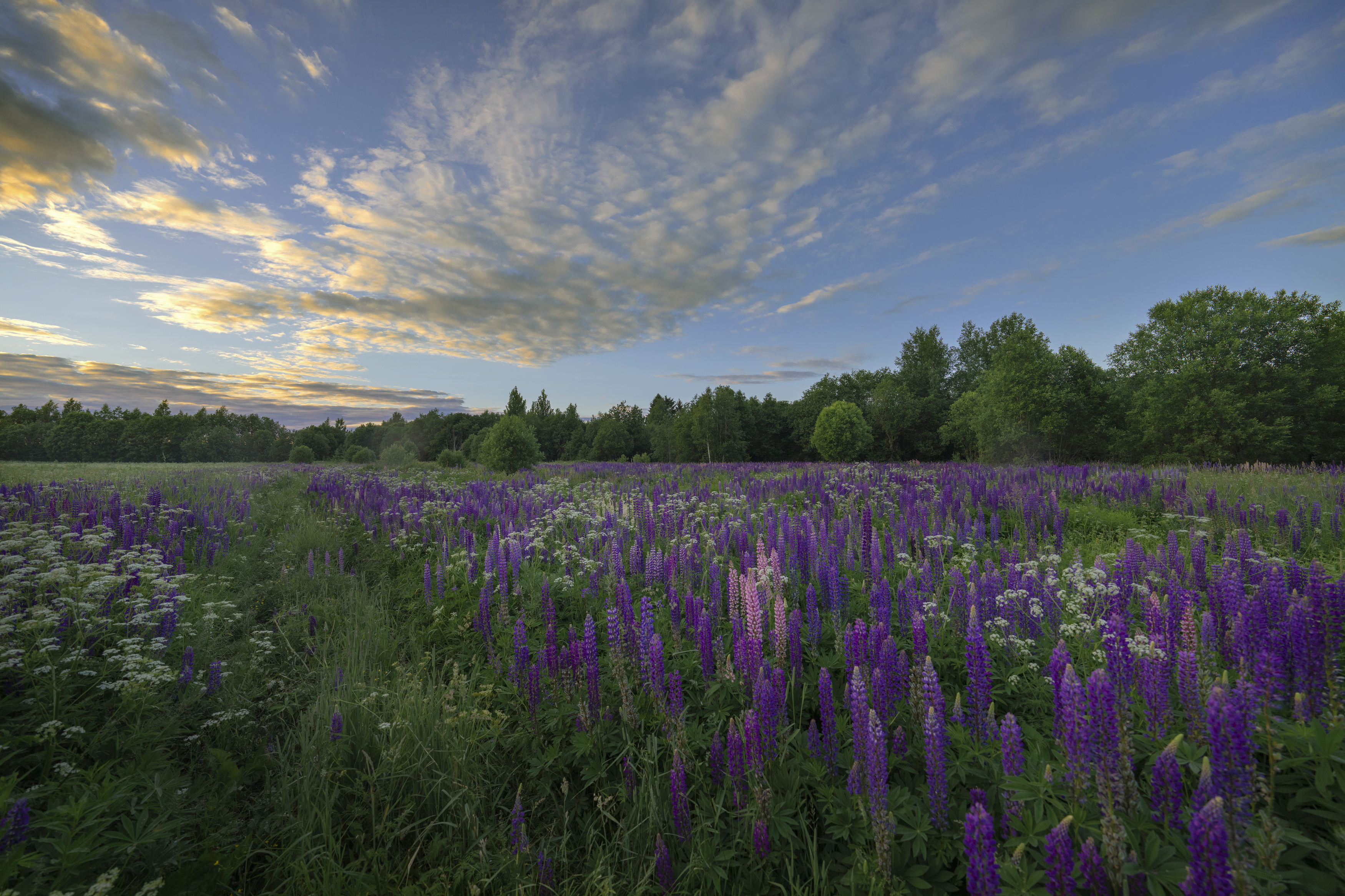 лето, люпины, пейзаж, небо, ленинградская область, Дейнекина Галина